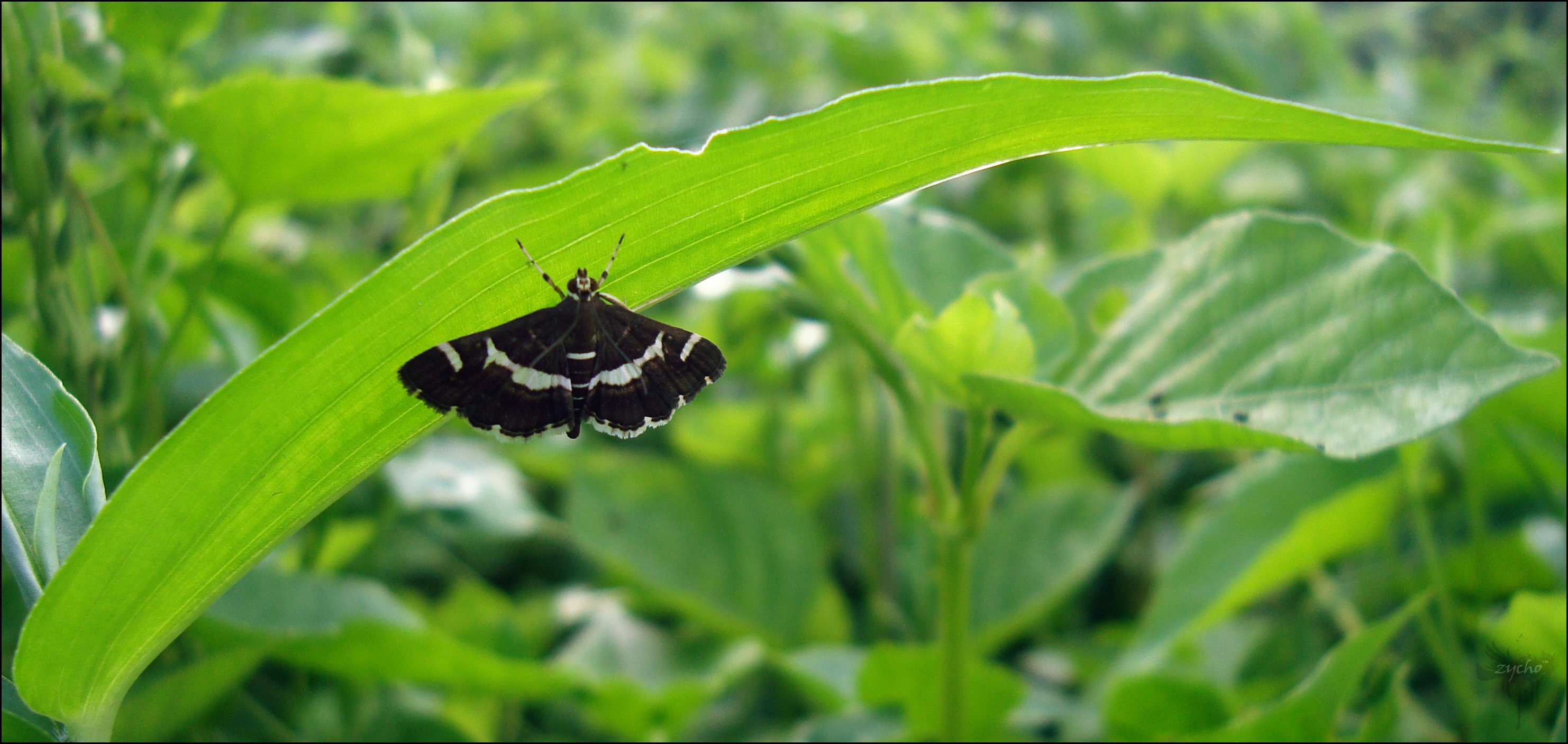Dark butterfly photo