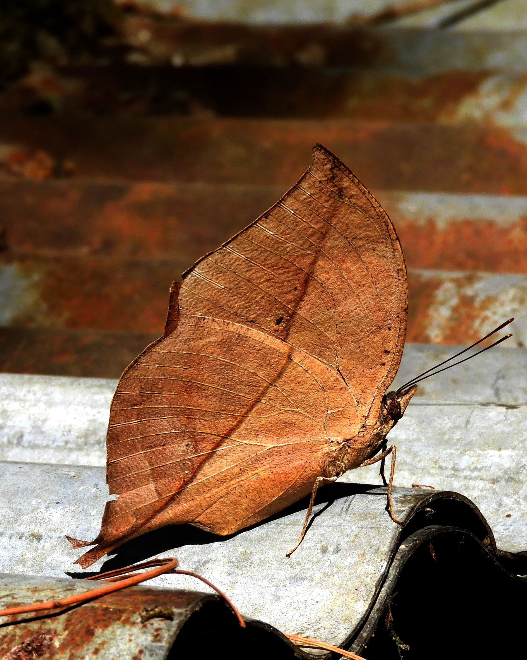 Kallima inachus, the orange oakleaf, Indian oakleaf or dead leaf, is ...