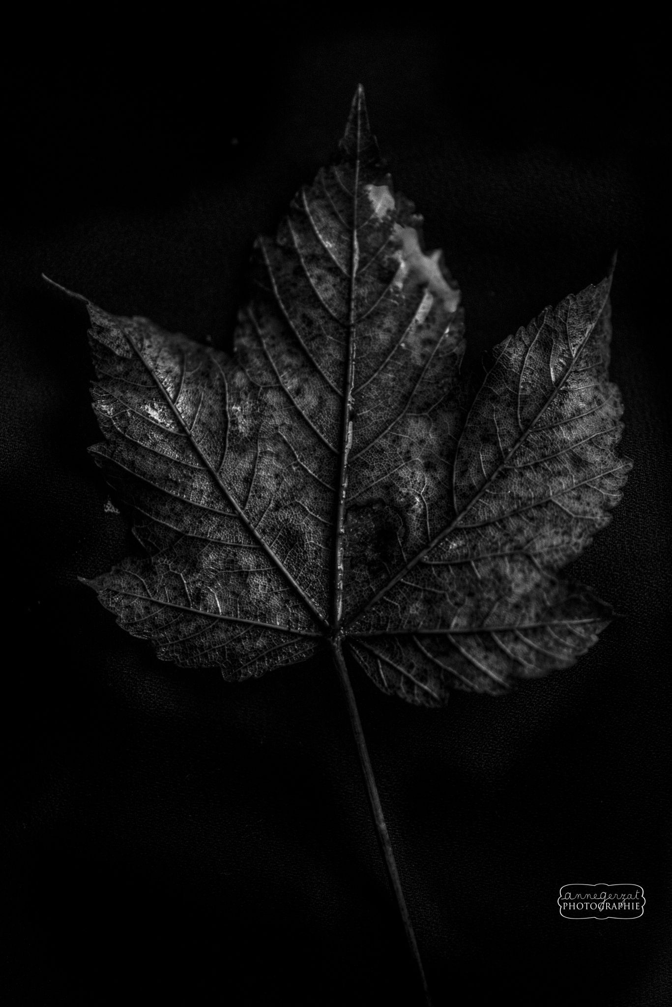 Dead Leaf low key by Anne Gerzat on 500px | Iphone duvar kağıtları ...