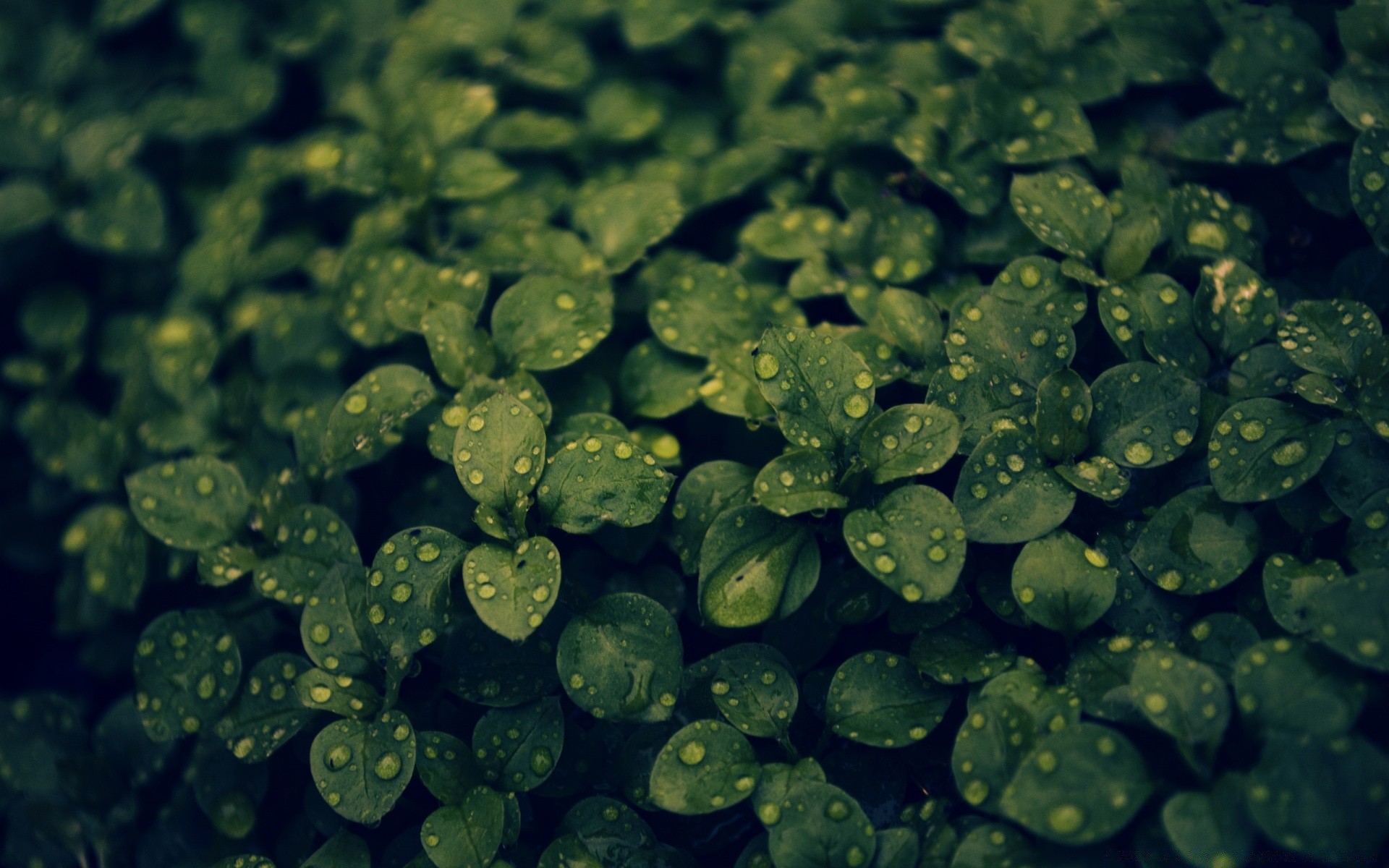 Dark Green Plant. Android wallpapers for free.