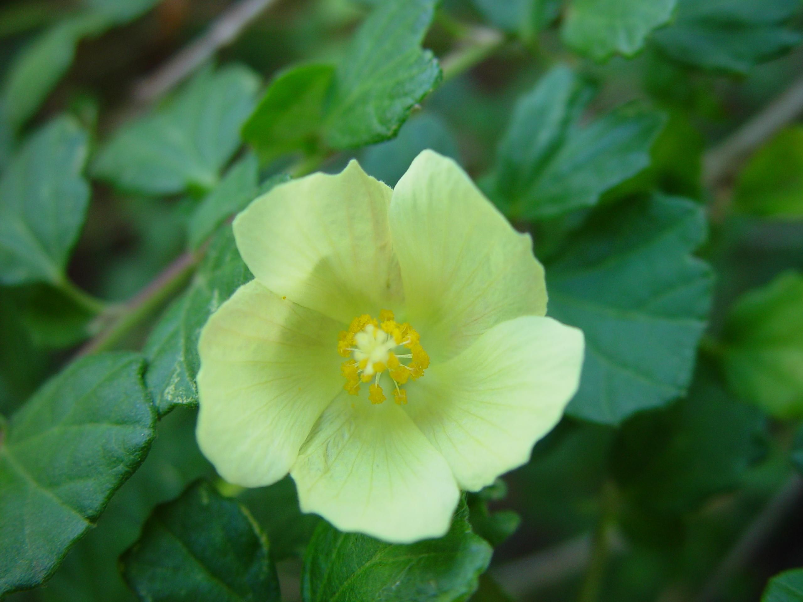 Free picture: yellow flower, dark, green leaves