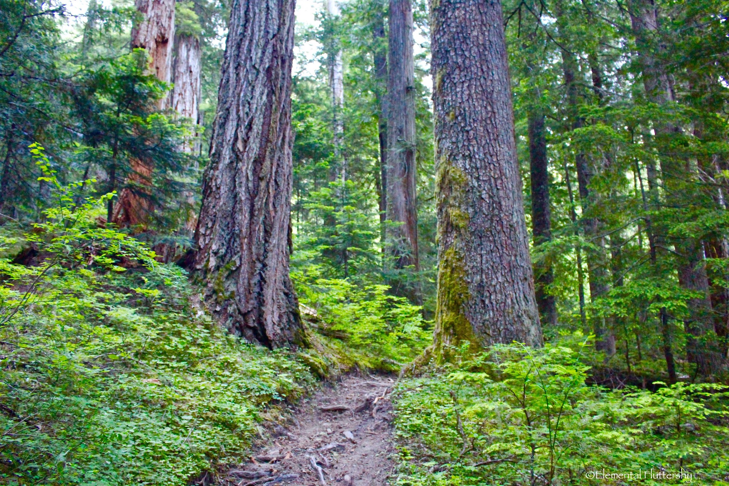 Dark Creek Hike (Dark Meadow Trail) | Dark Divide Area, WA - Oregon ...