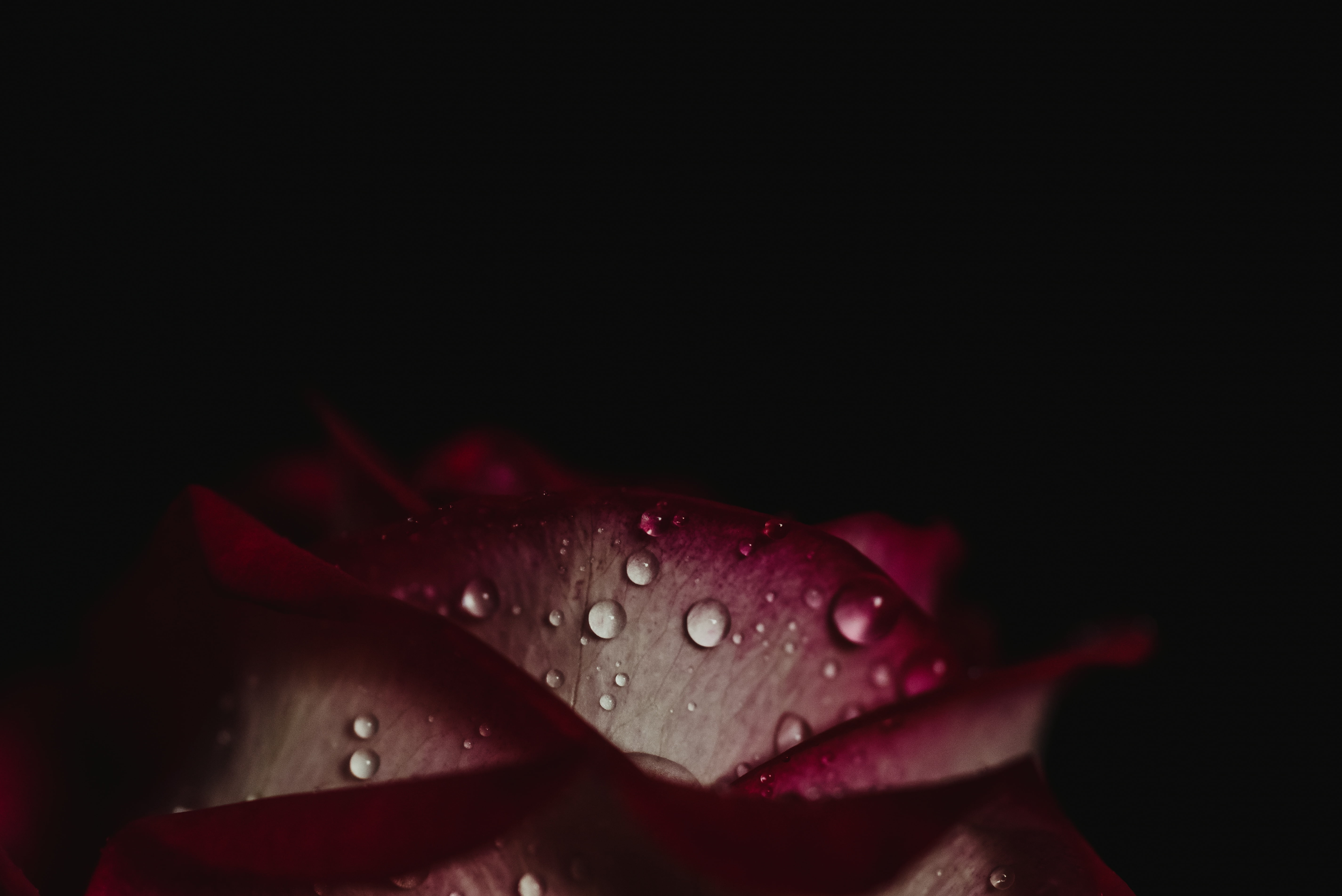 Rose, Drops, Petals, Dark background HD wallpaper | Wallpaper Flare