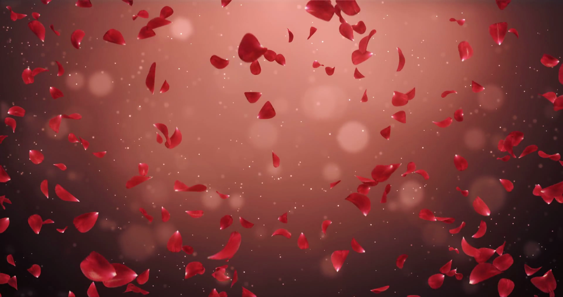 Flying Romantic Dark Red Rose Flower Petals Falling Background Loop ...
