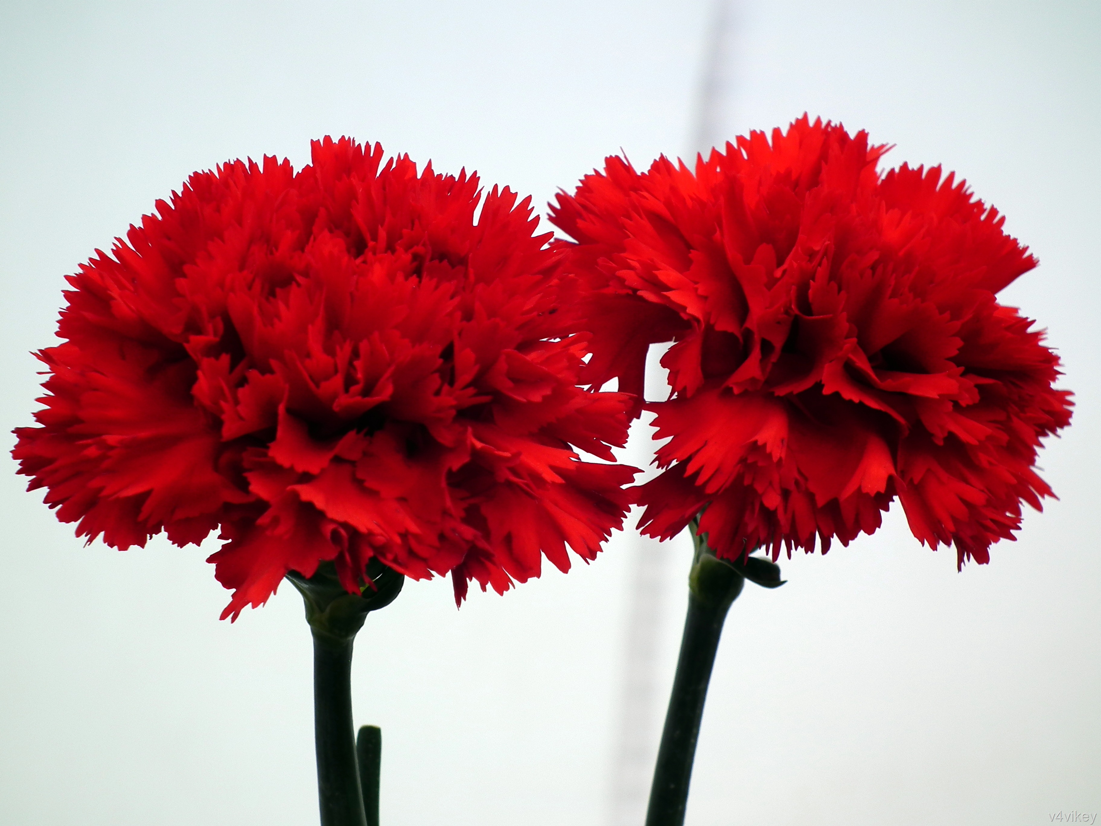 Dark Red Carnation Flowers « Wallpaper Tadka
