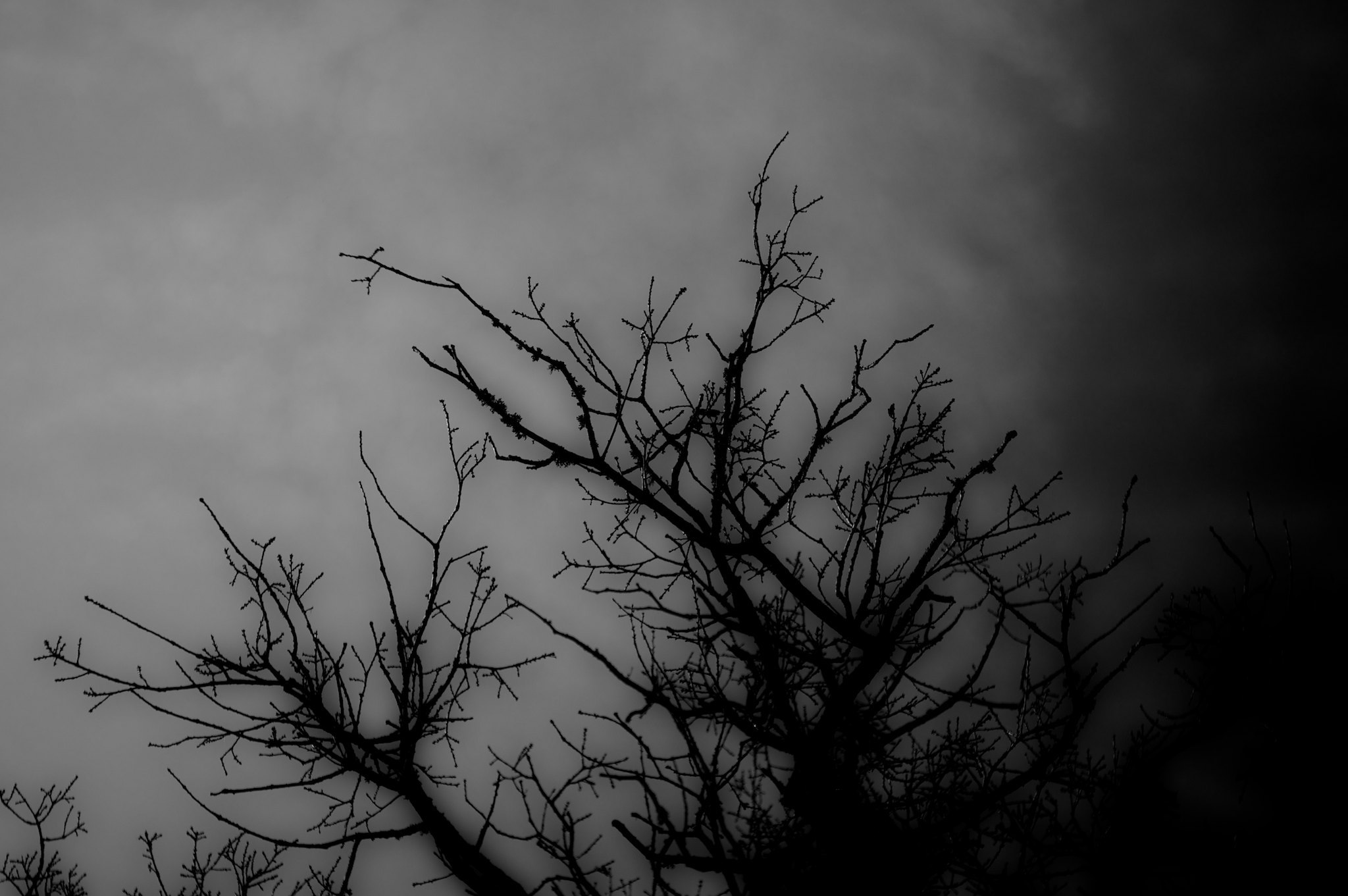 Dark Tree | PigPog