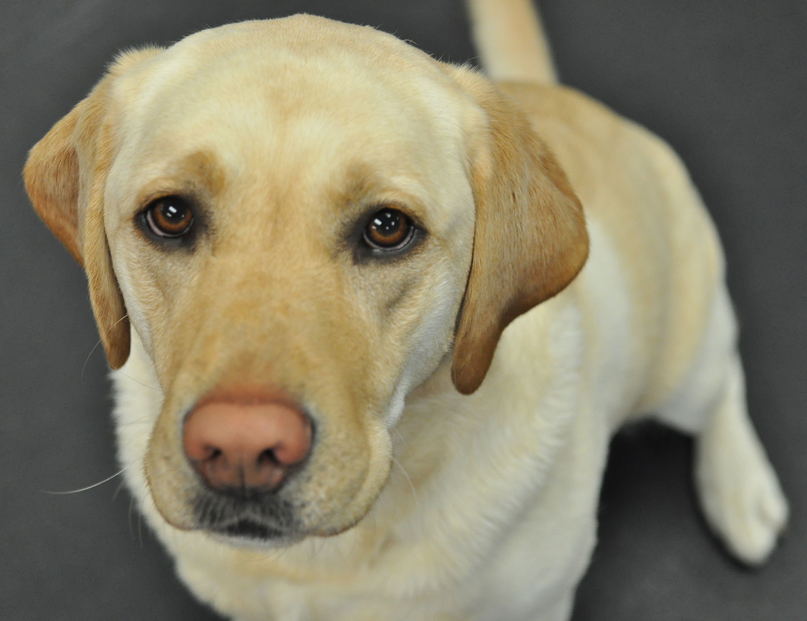 Yellow Labrador Retriever, Eyes of love and devotion | Labs ...