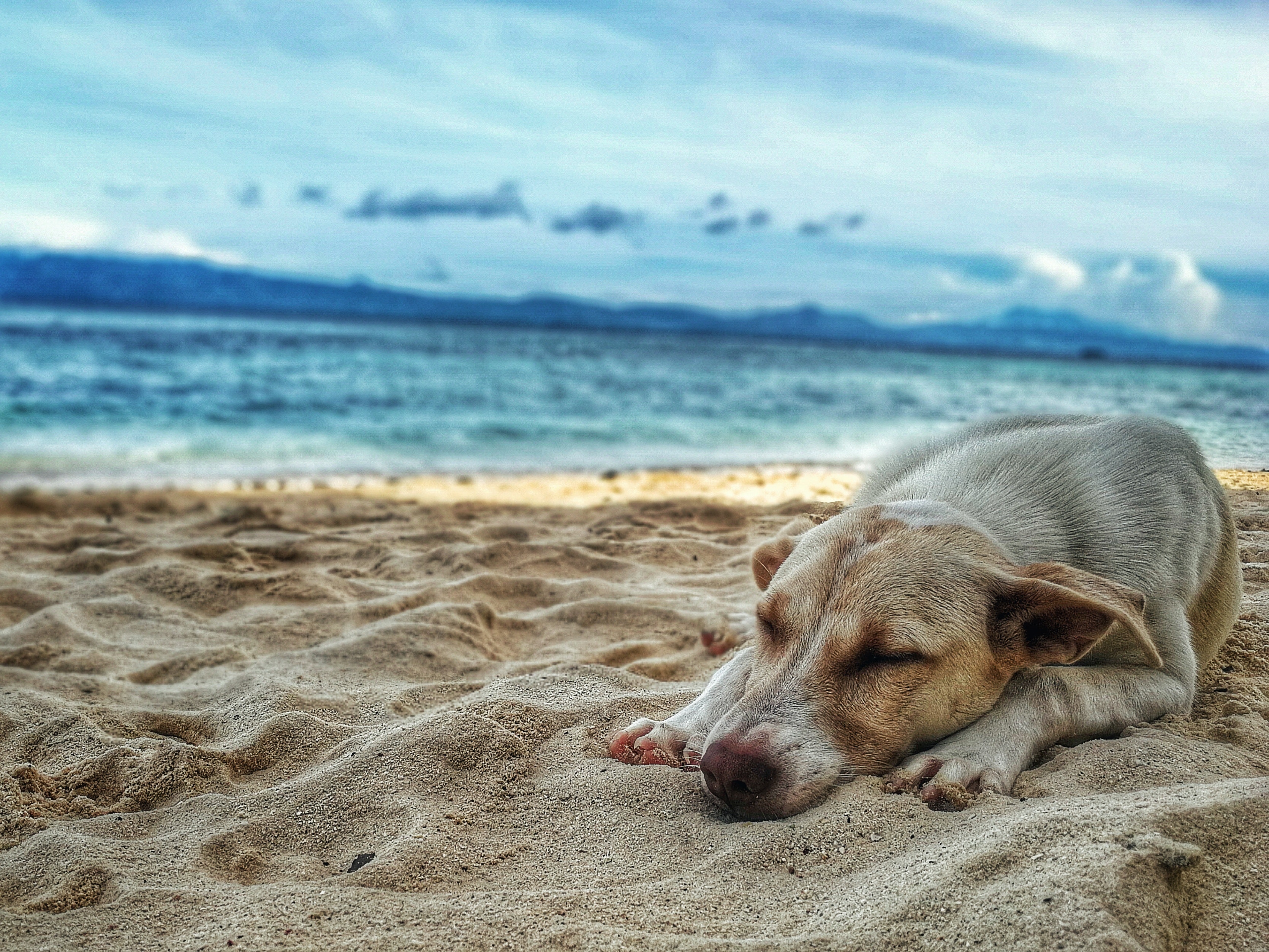 Dark yellow labrador retriever lying on the sea shore photo