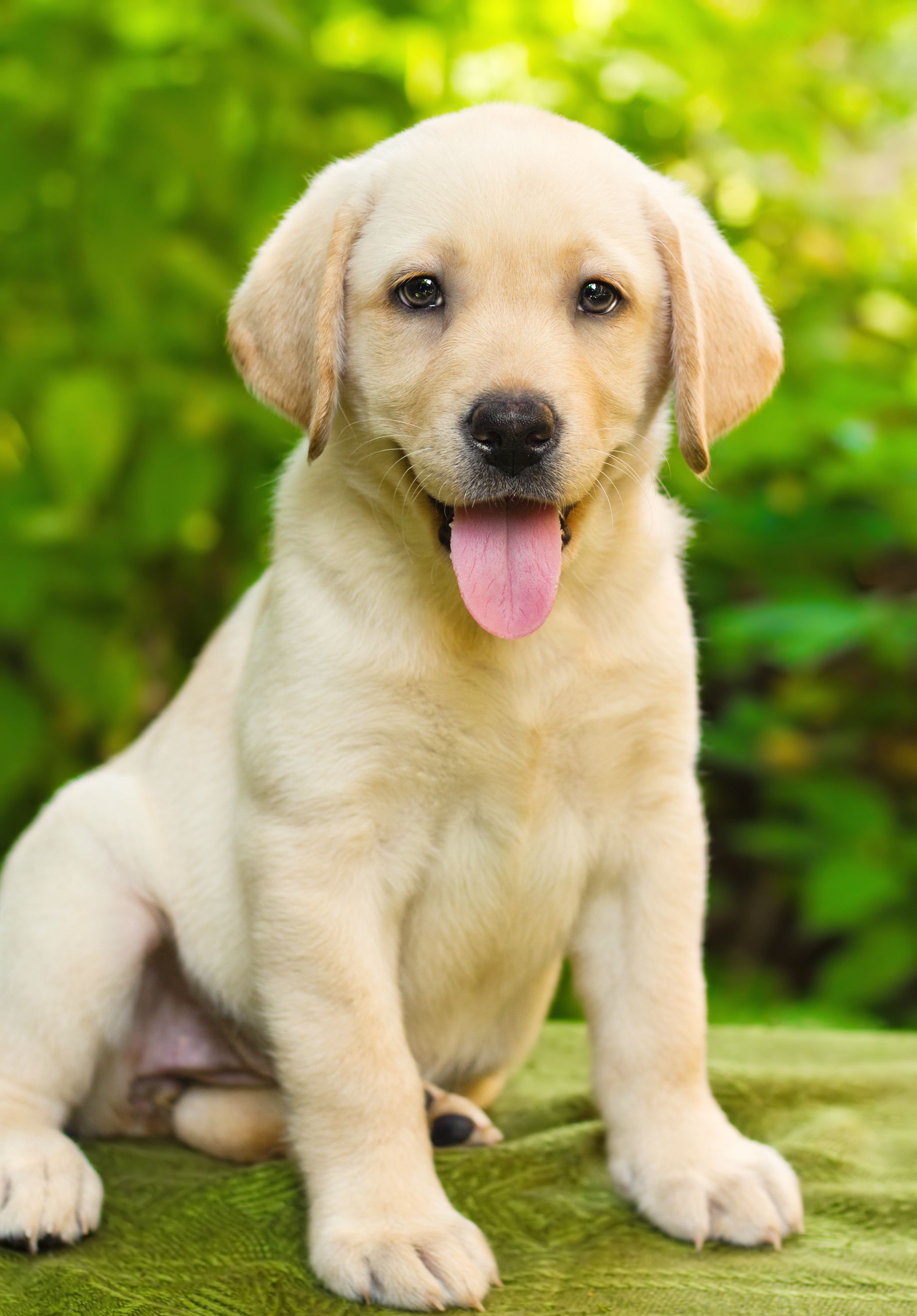 10 Surprising Facts About Labrador Retriever Dogs | Pet Health Tips ...