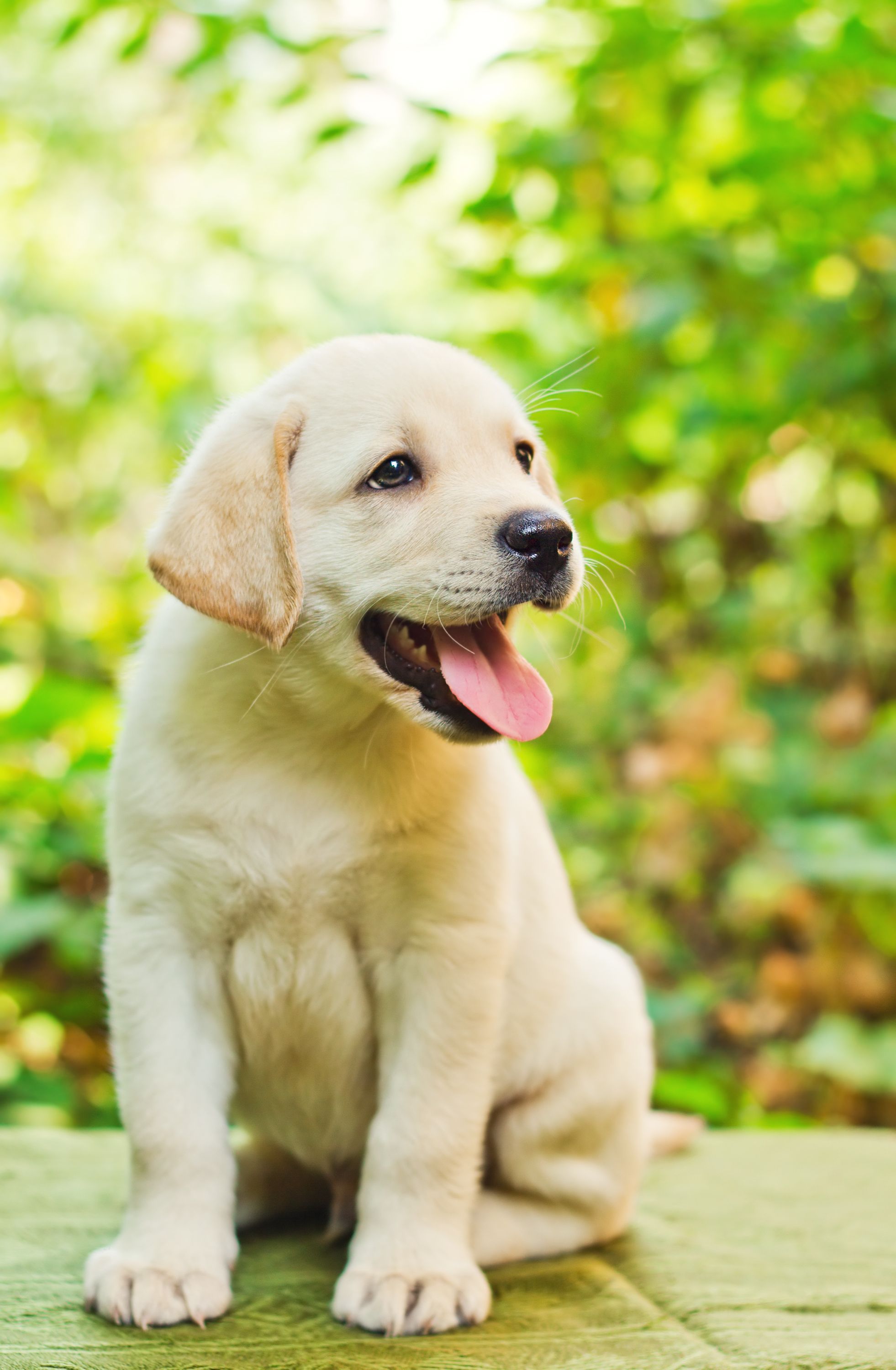 Labrador Retriever - Intelligent and Fun Loving | Labrador retriever ...