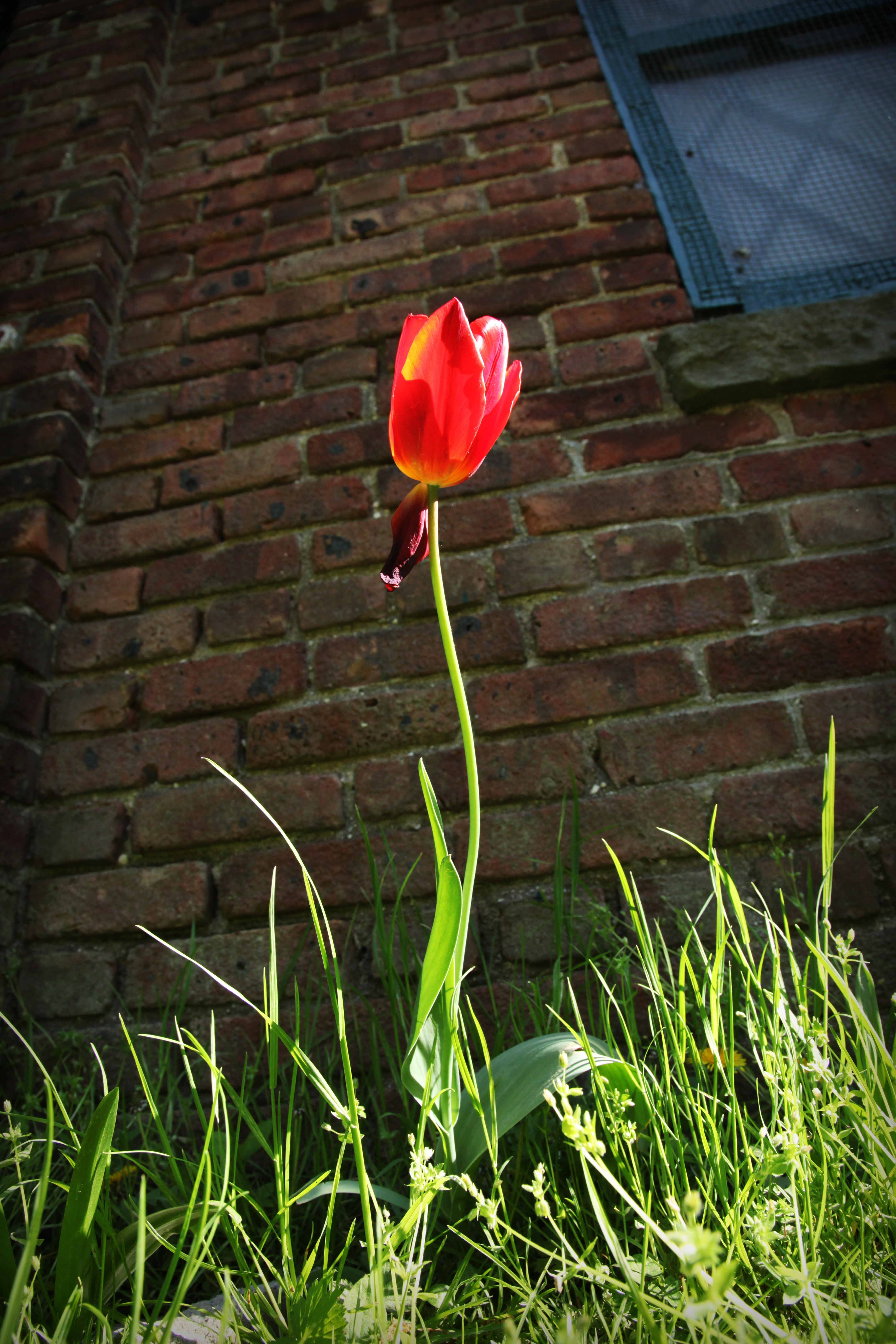 Red Tulip: 