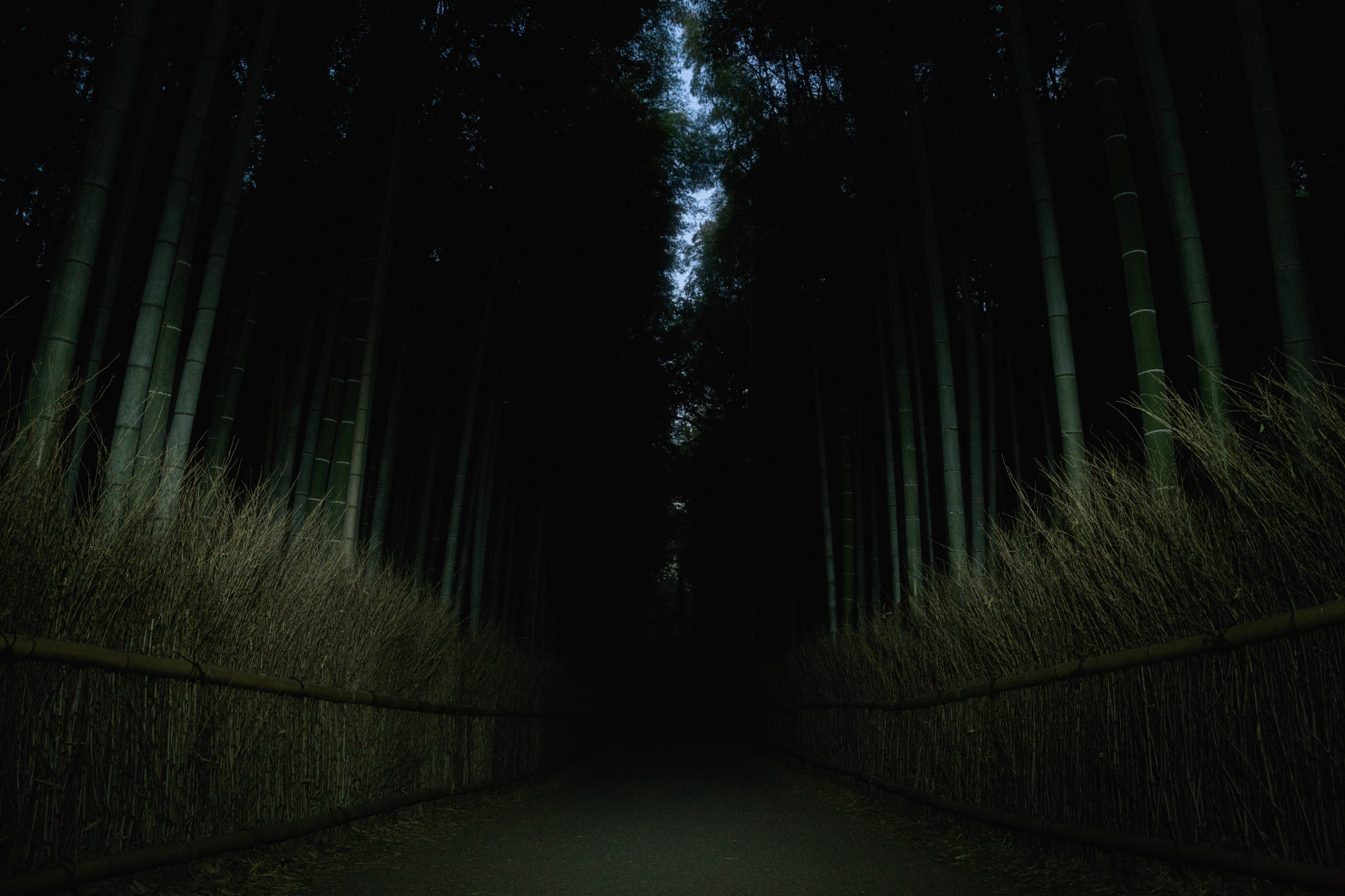 Darkness in the bamboo forest photo