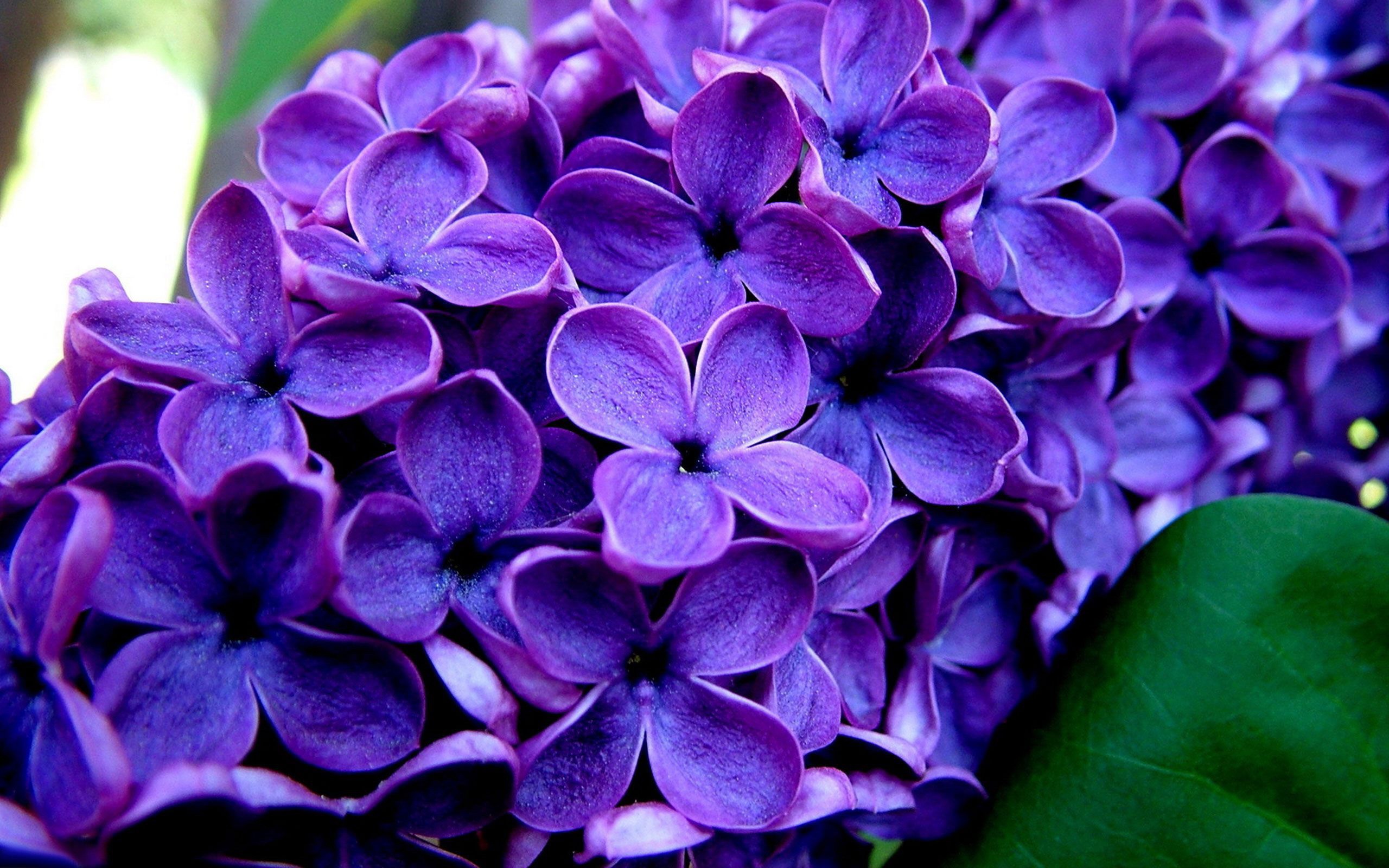Flower: Dark Purple Lilacs Flowers Lilac Spring Branch Nature ...