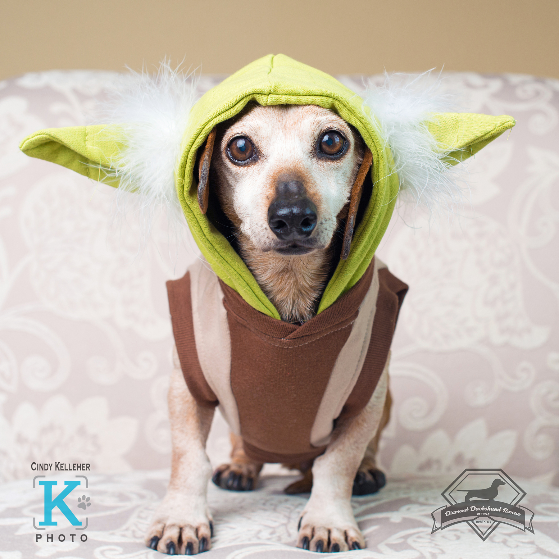 Daschund Rescue Features Pups Star Wars Duds: Never Tell Me the Dog ...