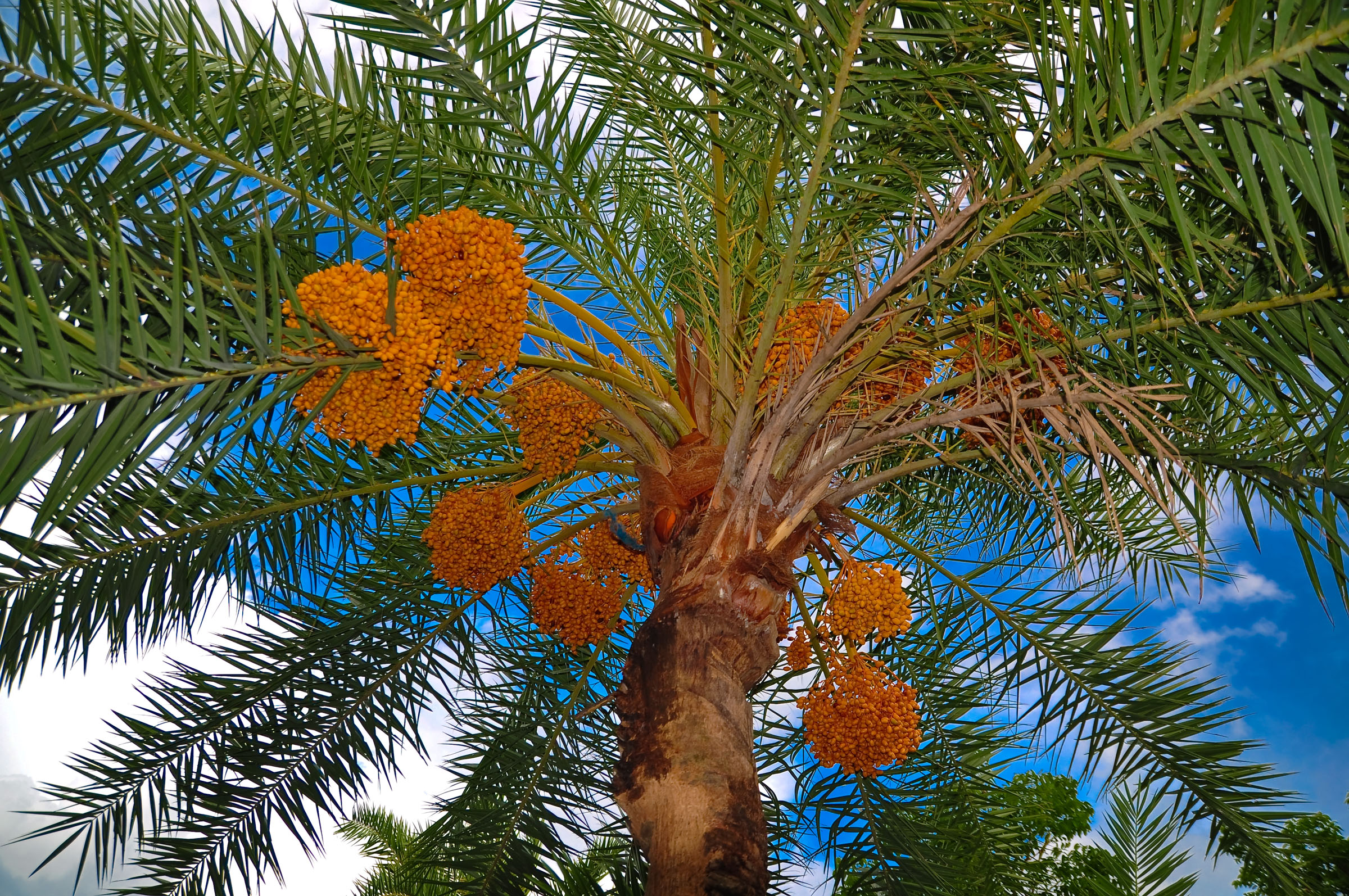 File:Date palm tree.jpg - Wikimedia Commons