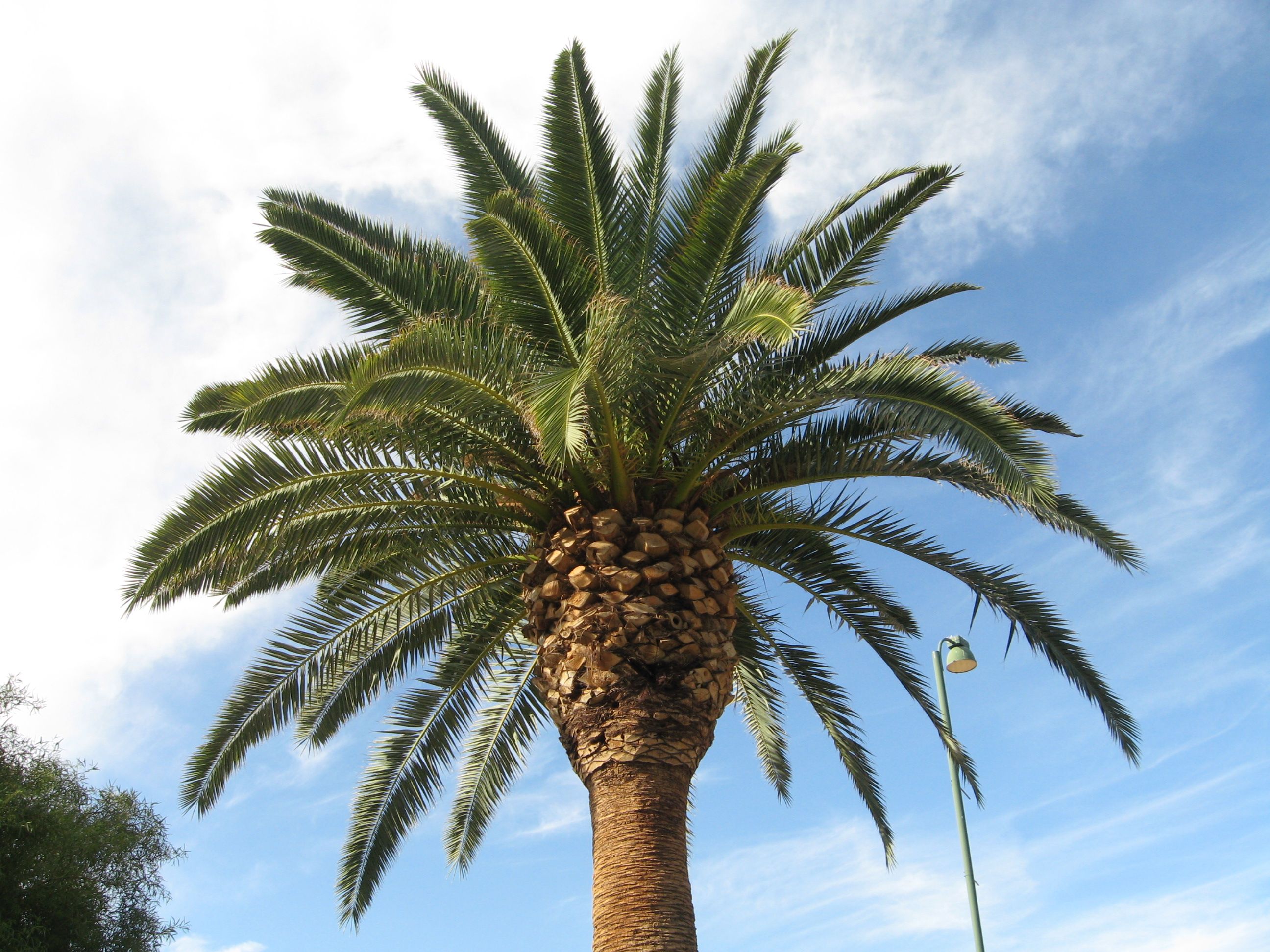 RealPalmTrees Big Date Palm Pictures - Pineapple Date Palm head and ...