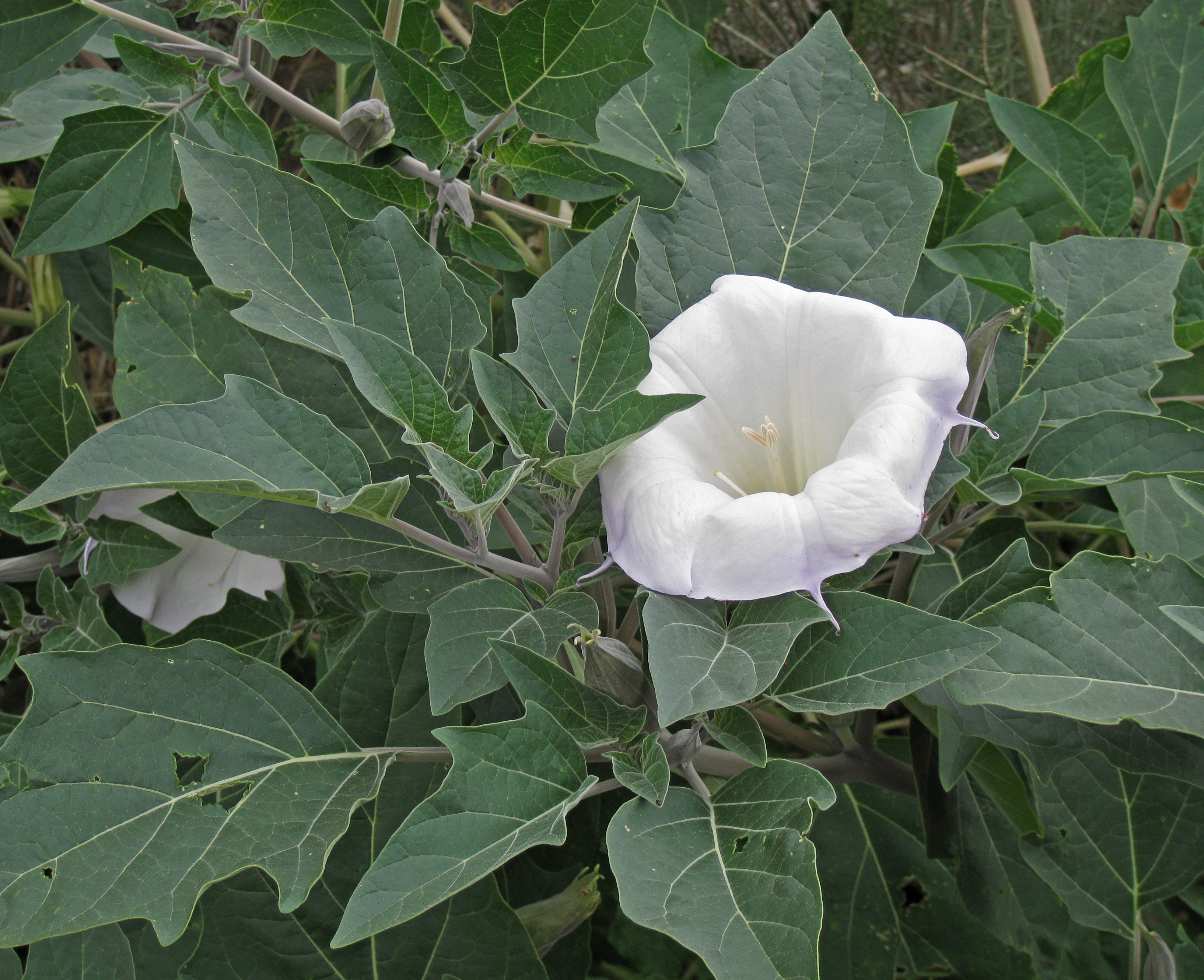 File:Datura wrightii flower leaves close.jpg - Wikimedia Commons