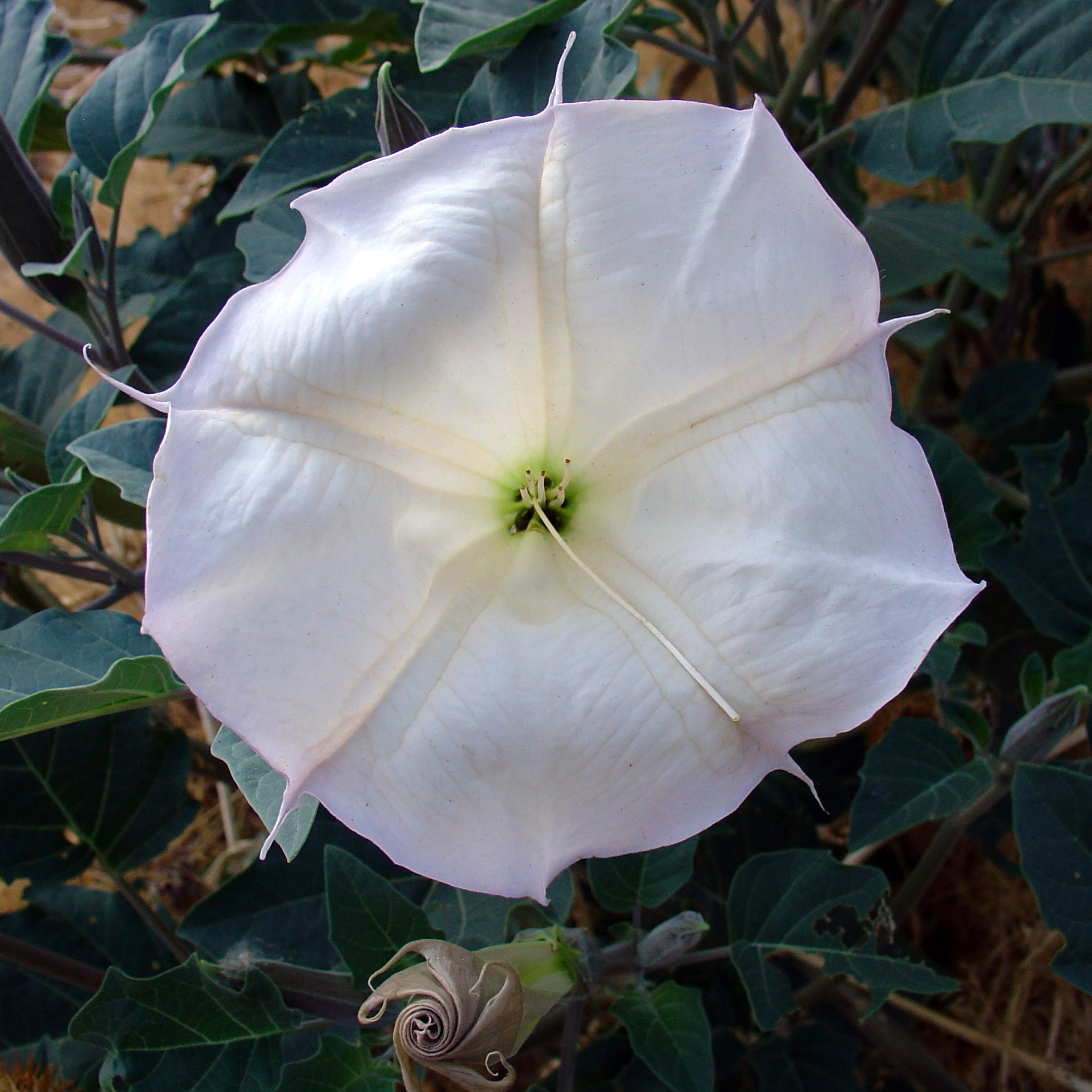 File:Datura wrightii flower2.jpg - Wikimedia Commons