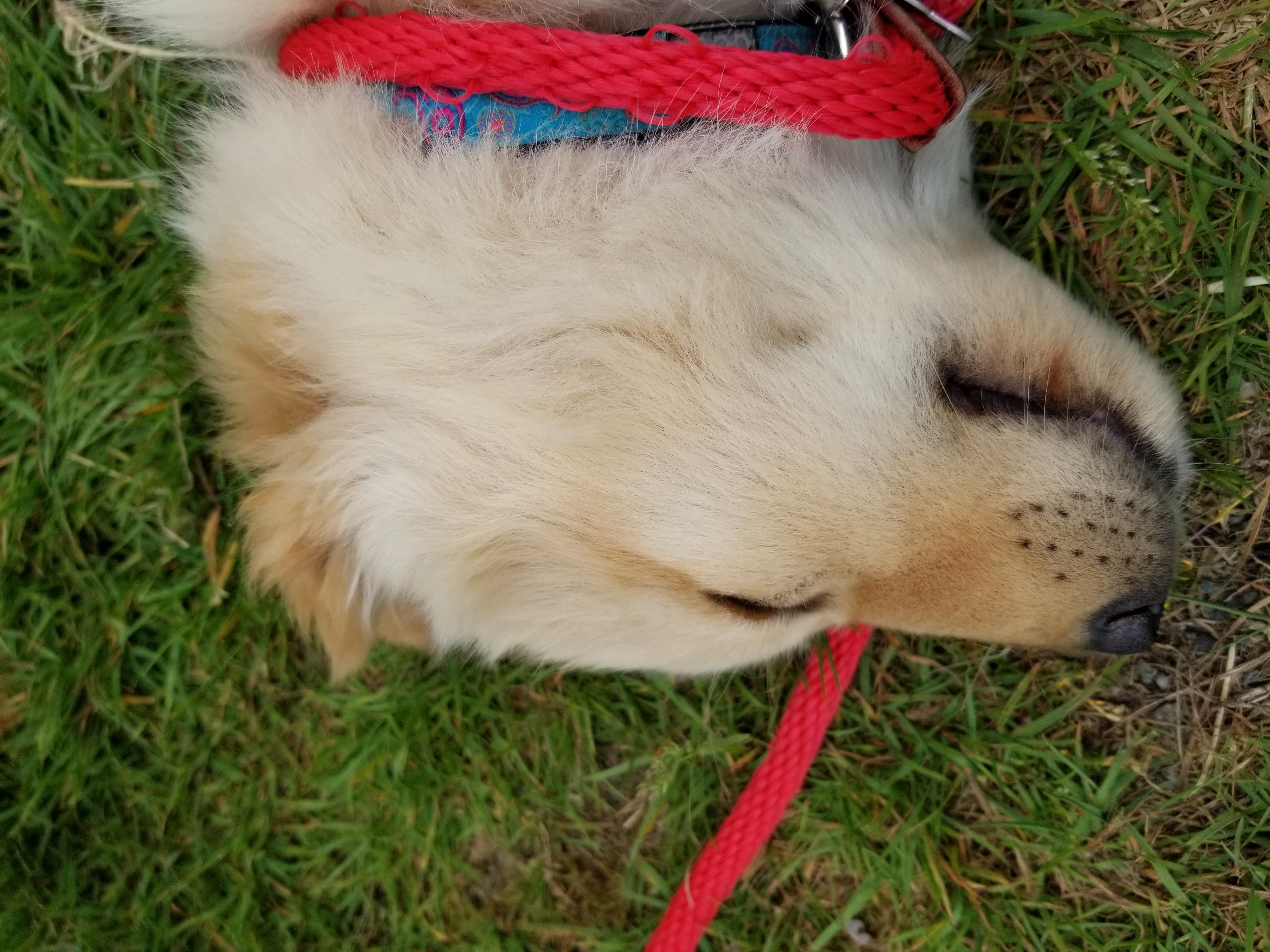 Day 145 sleepy puppy, Animal, Grass, Pet, Toy, HQ Photo