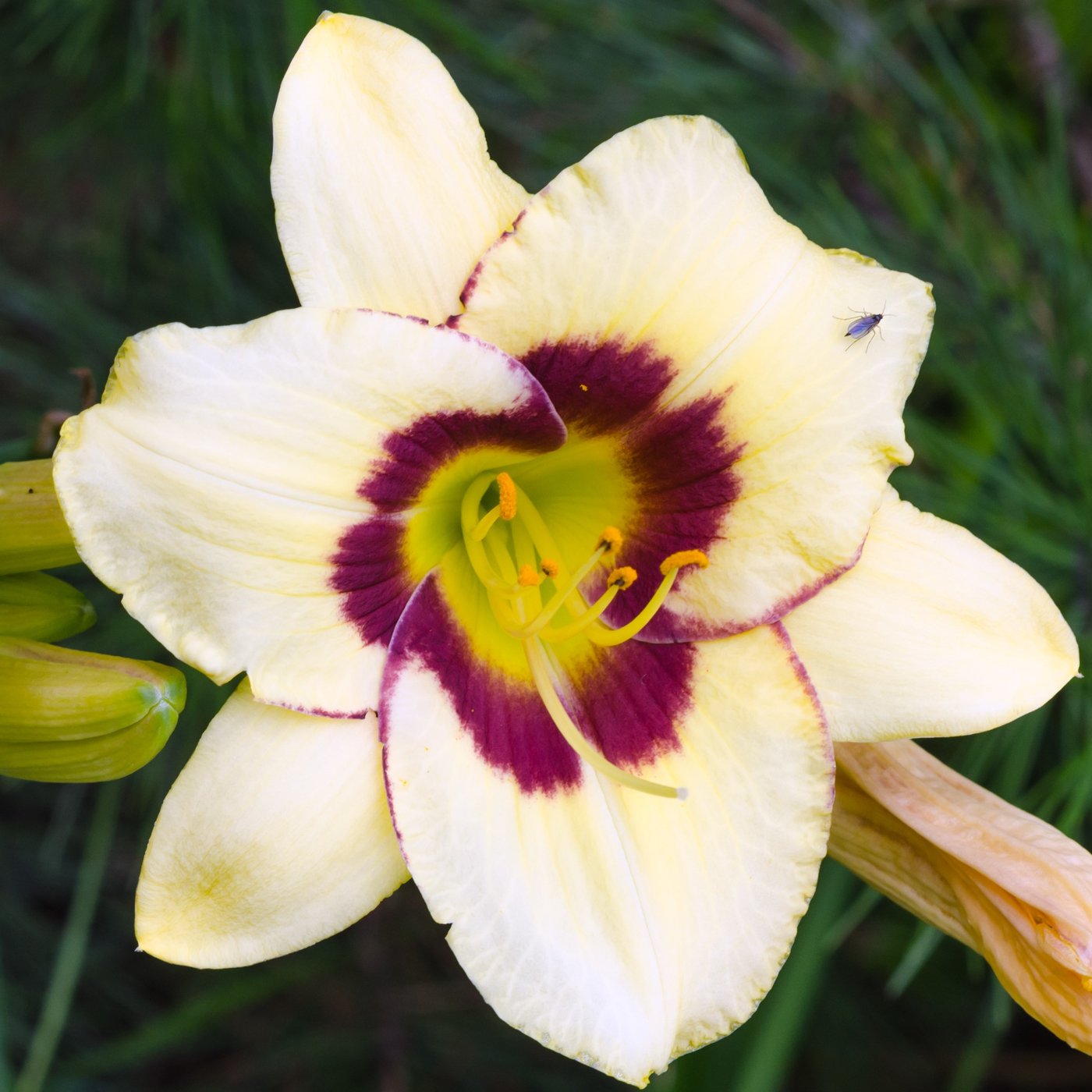 Day lily photo
