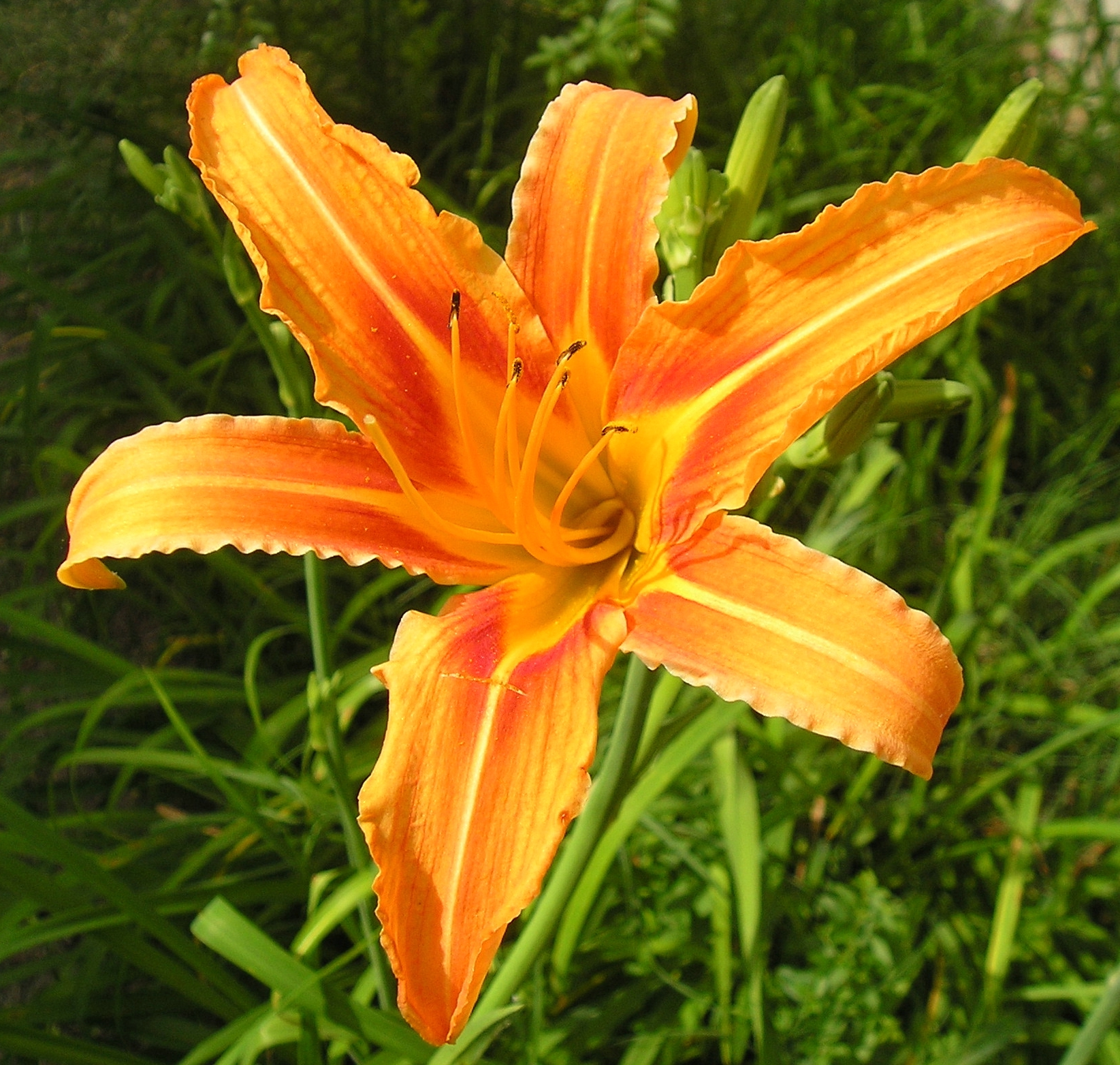 Daylily (Hemerocallis) - Nutrition Facts, Benefits, Uses, Pictures