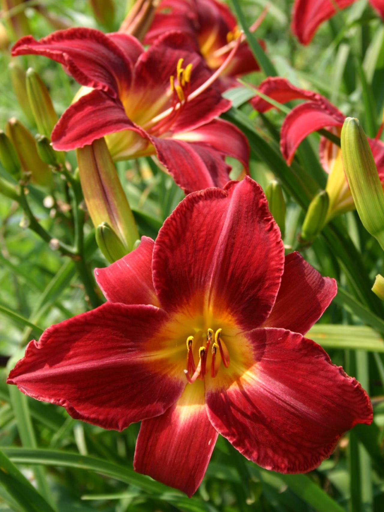 How to Plant Daylilies | HGTV