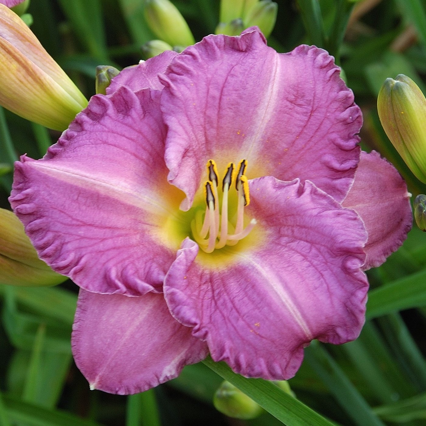 Daylily Entrapment | Easy To Grow Bulbs