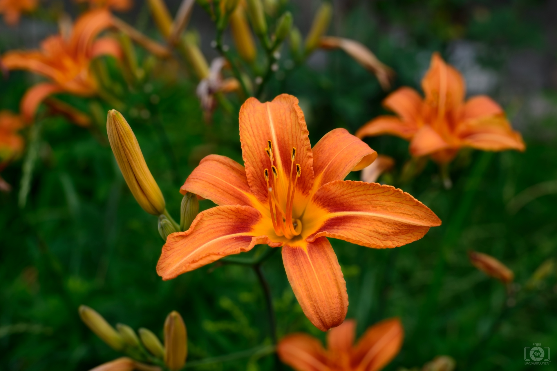 Orange Daylily Flower Background - High-quality Free Backgrounds