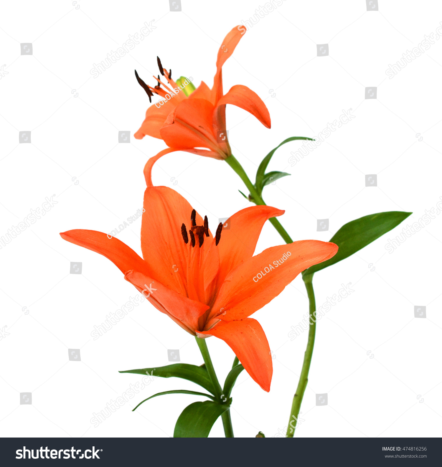 Orange Daylily On White Background Stock Photo (Royalty Free ...