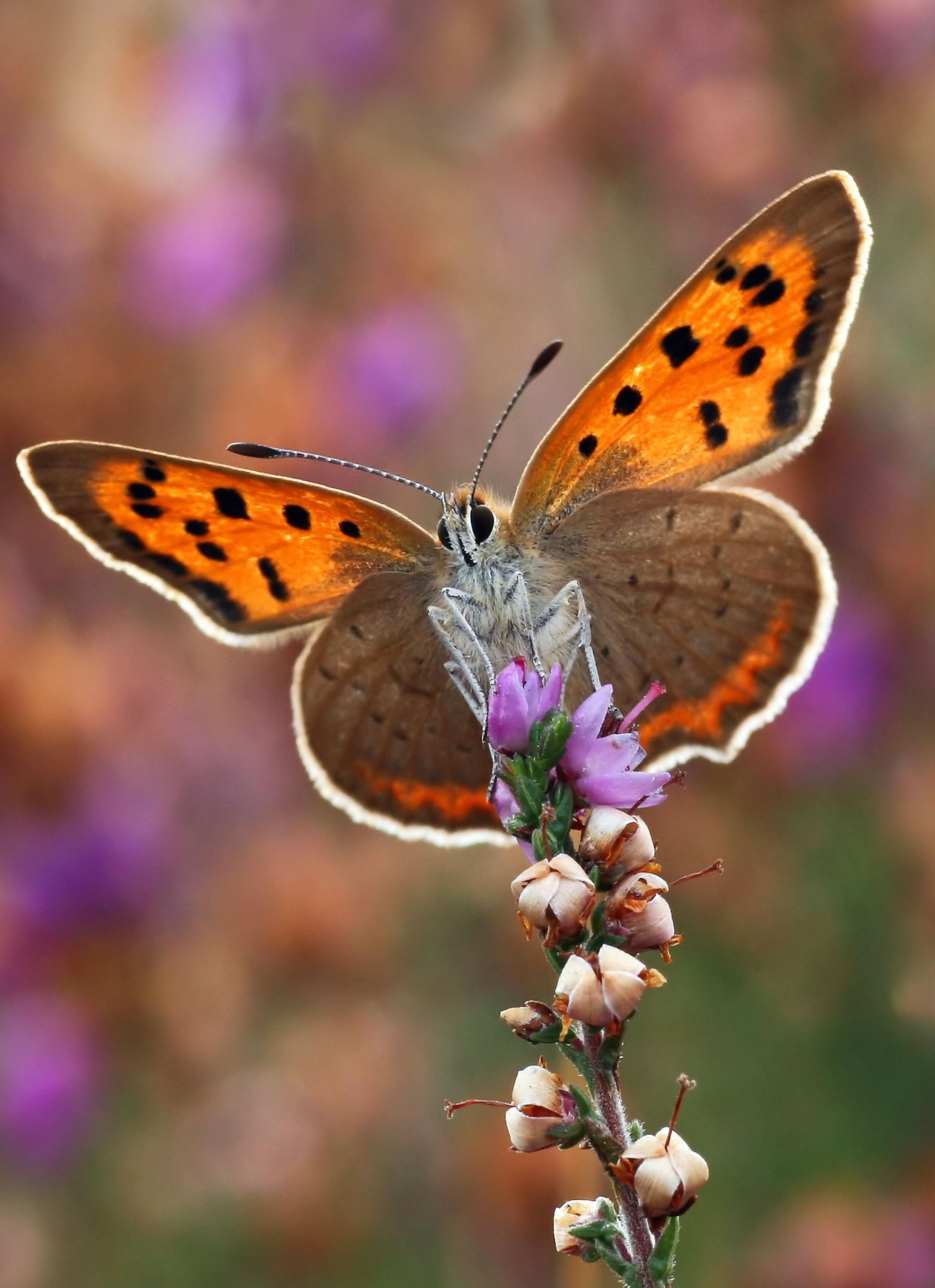 Small copper butterfly in 'inexorable decline' according to survey ...