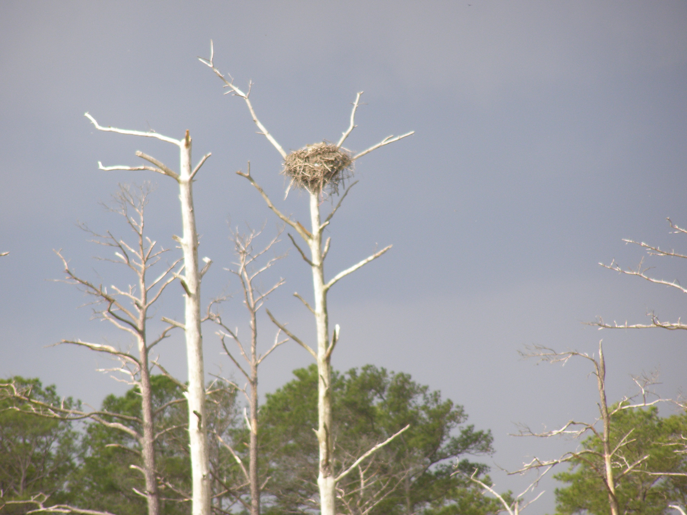 De - eagles nest photo