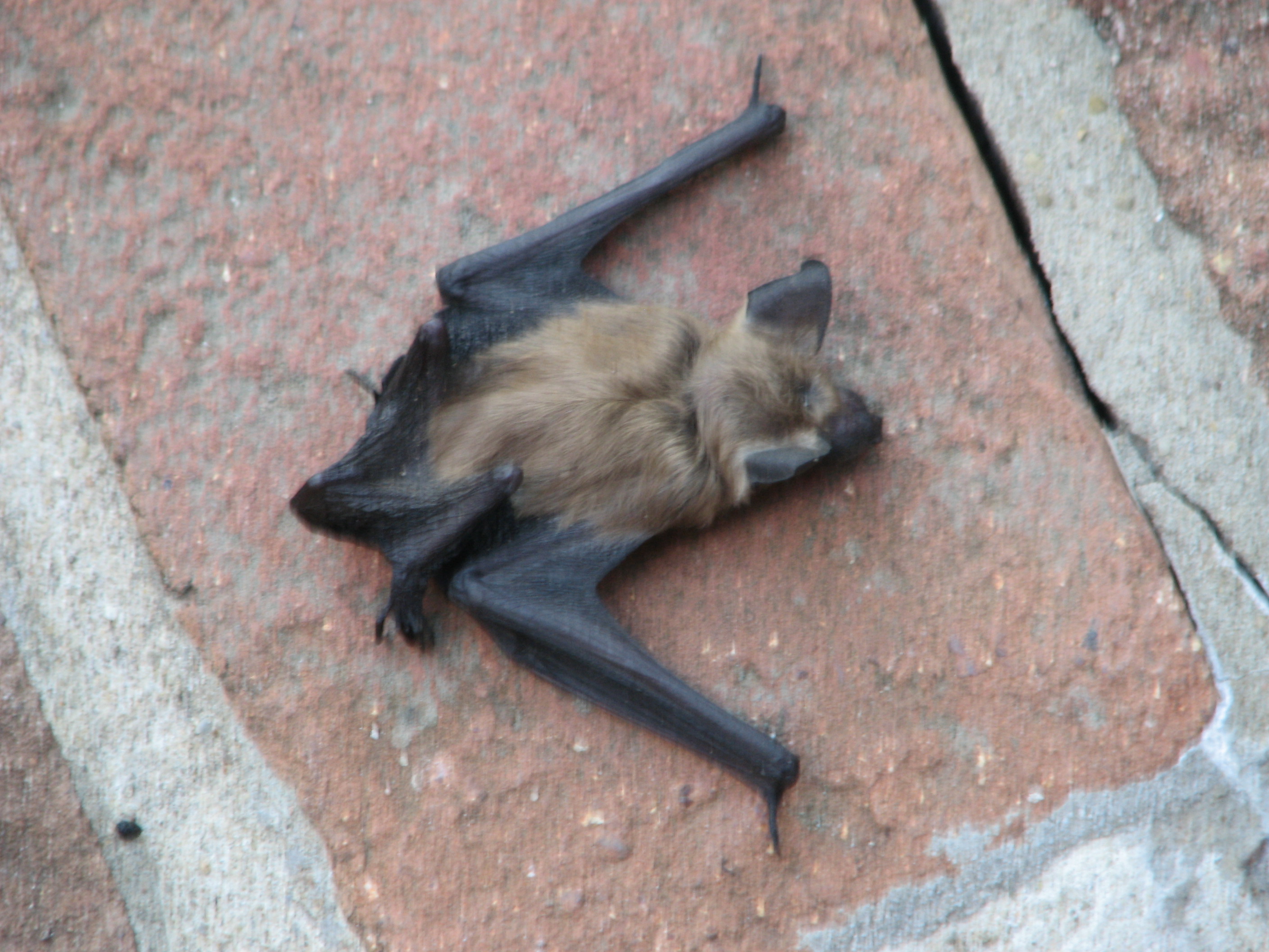 File:Dead Bat.jpg - Wikimedia Commons