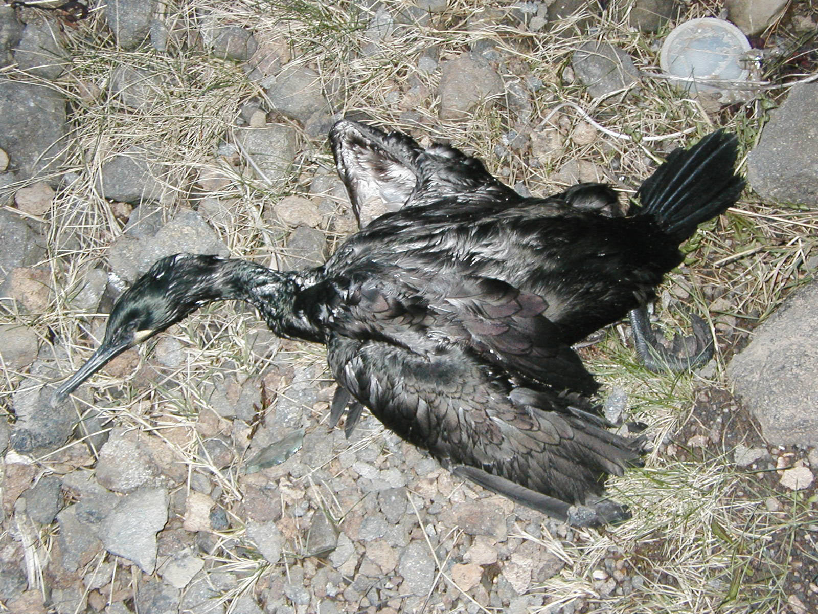 Dead bird photo