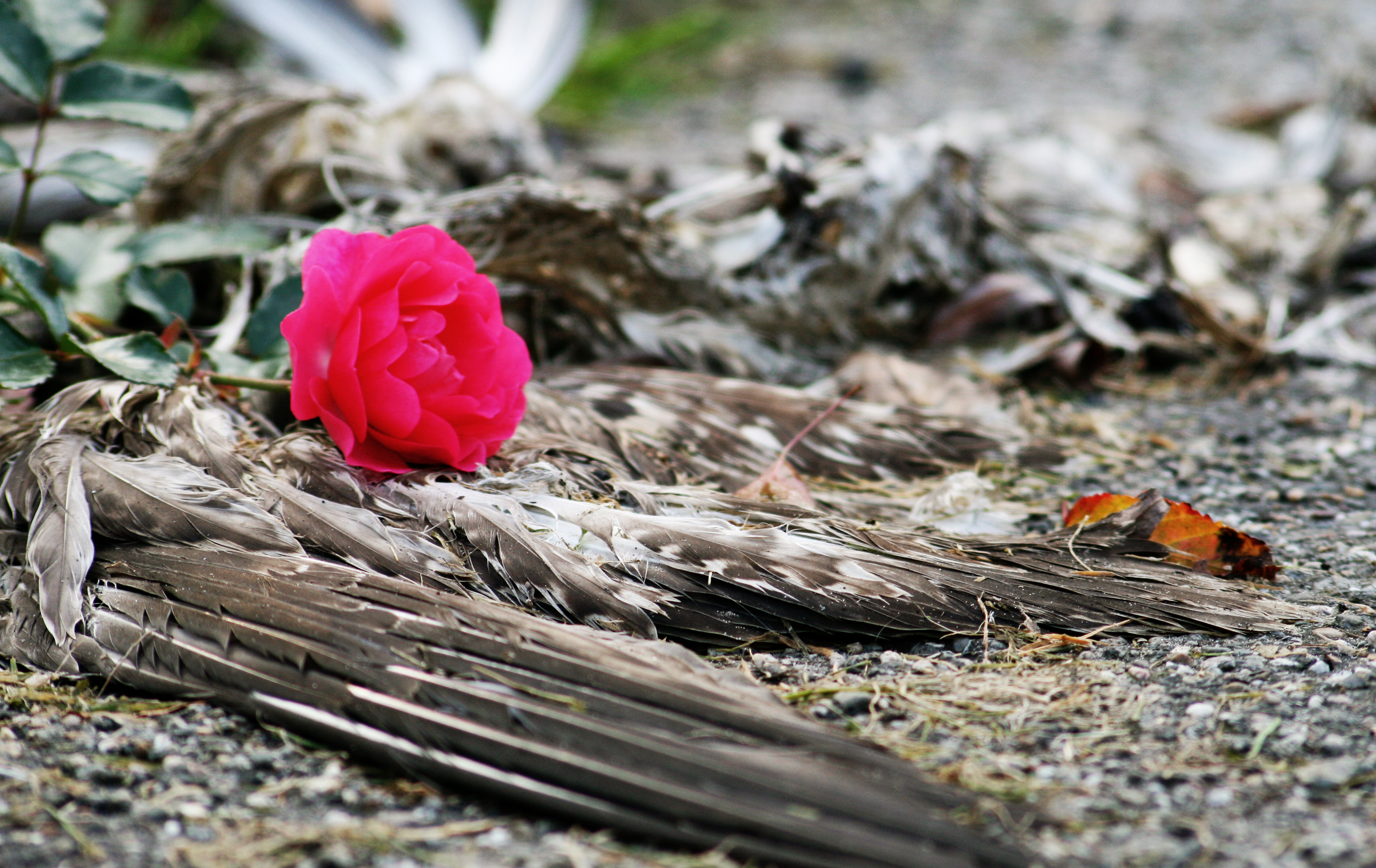 Dead bird and rose photo