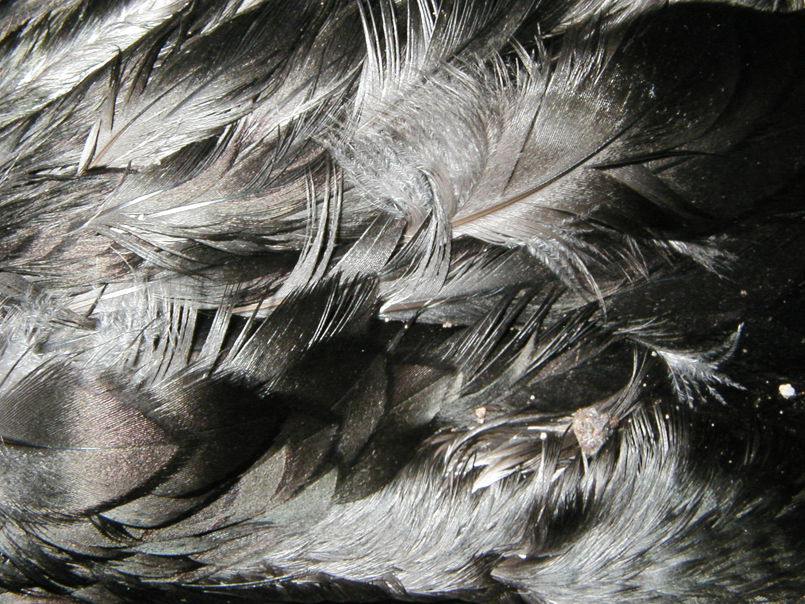 Dead bird closeup photo