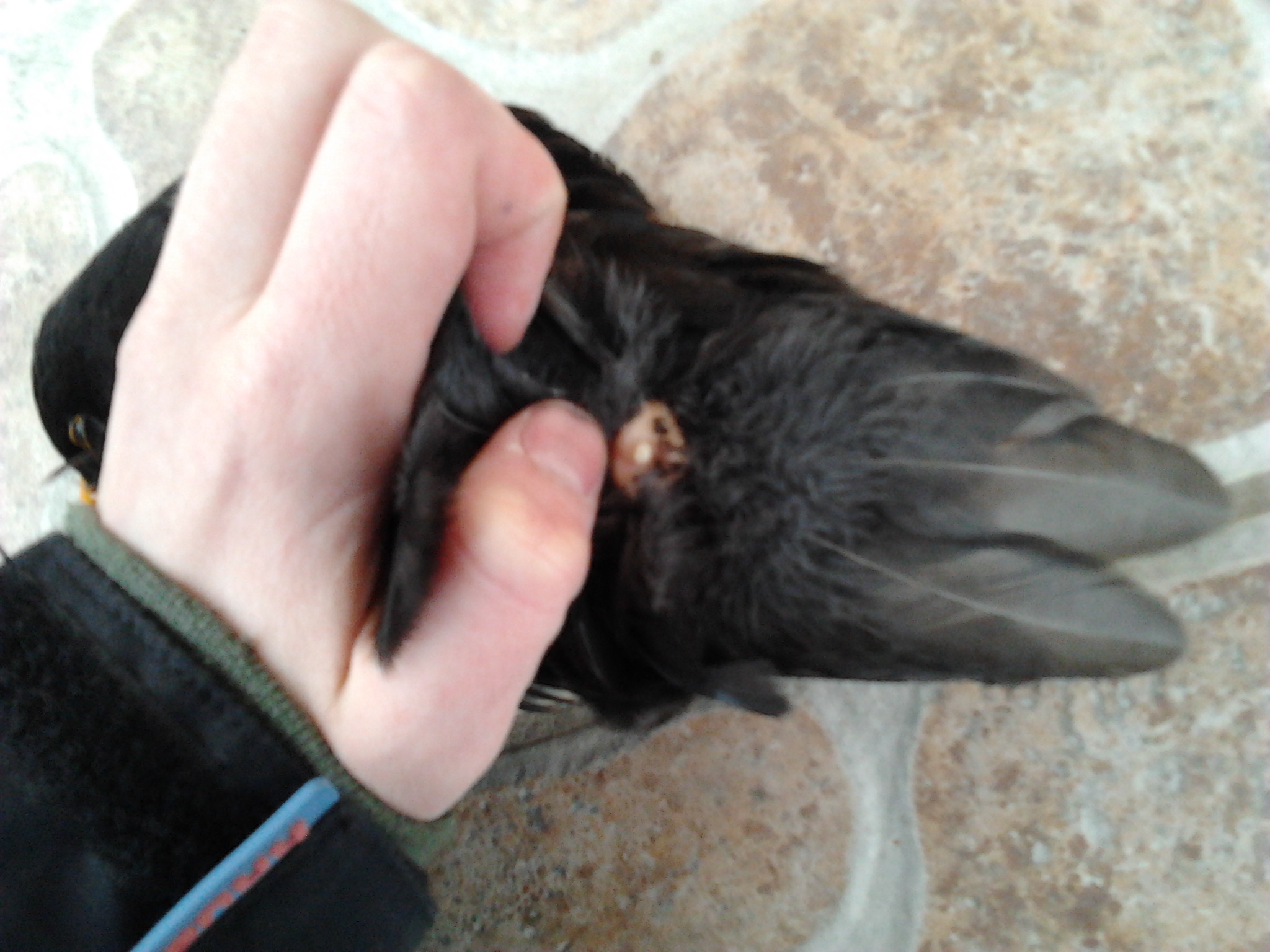 File:Uropygial gland, dead male blackbird (no tail).jpg - Wikimedia ...