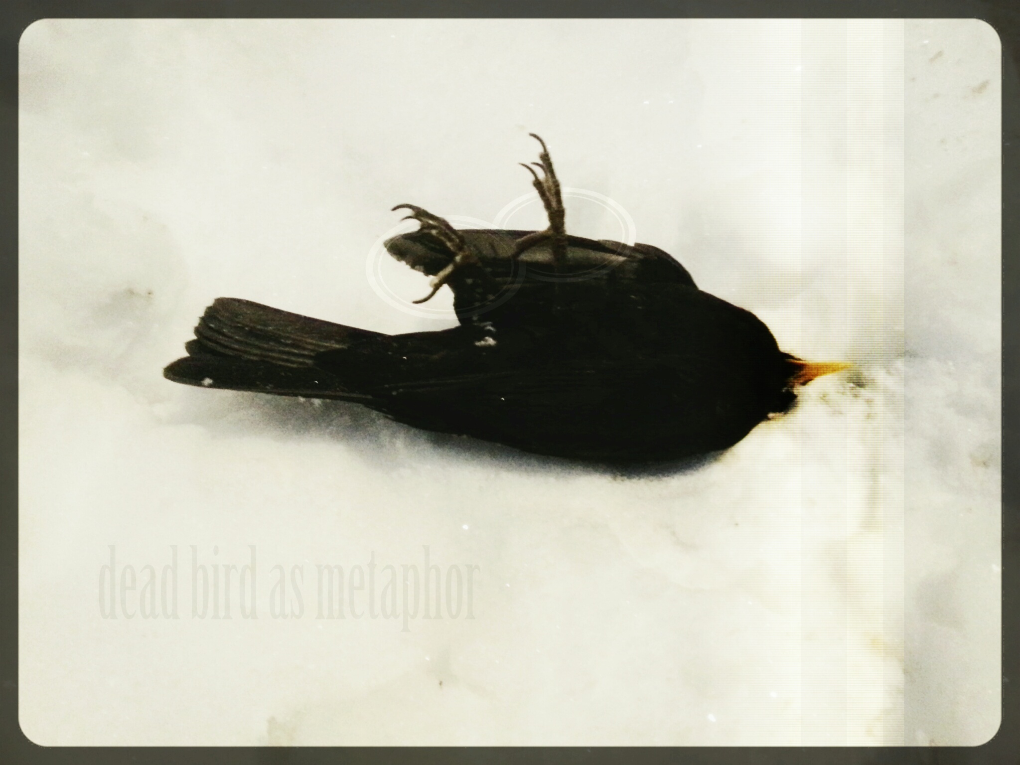 Dead Bird as Metaphor