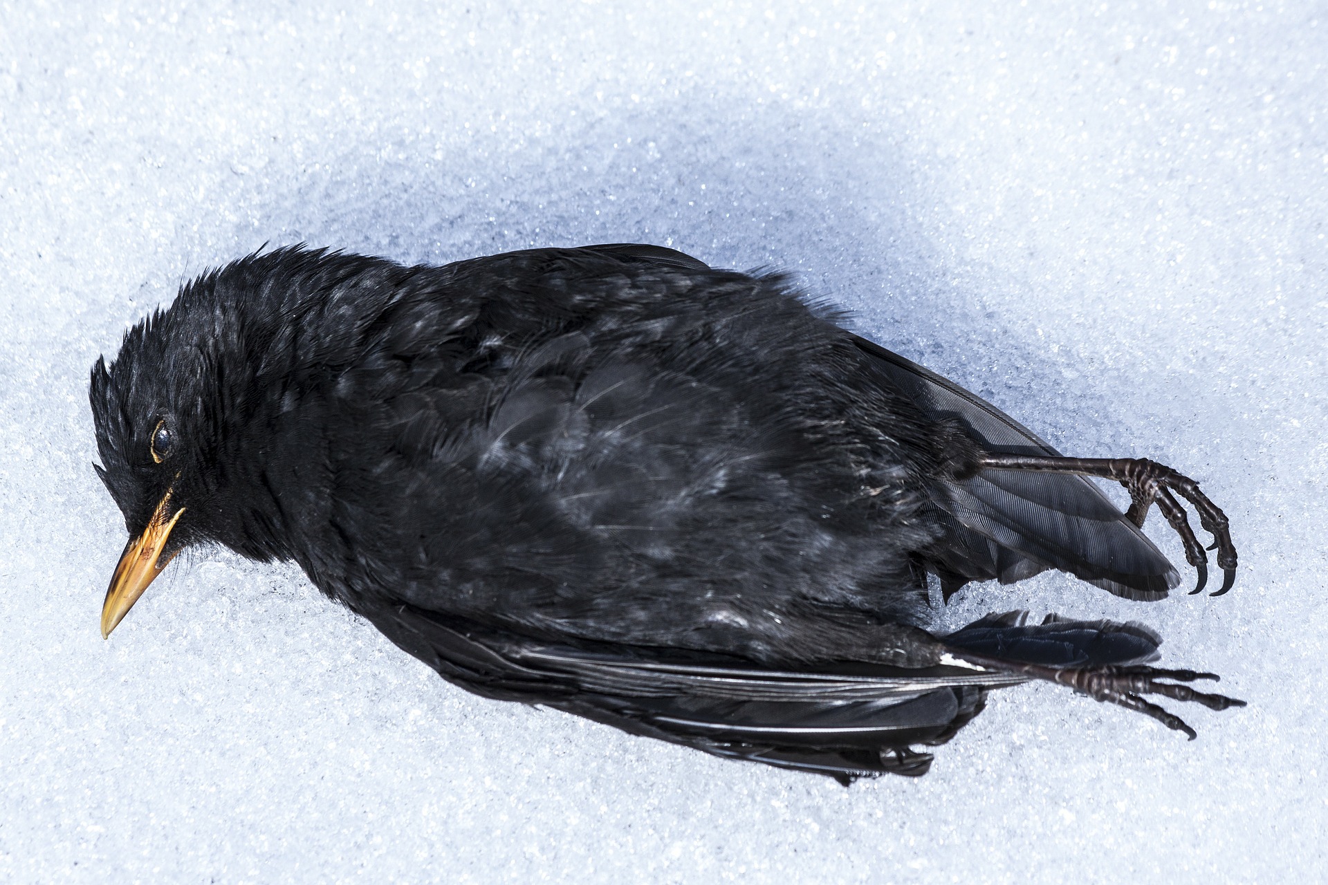 Dead Blackbird, Animal, Bird, Black, Blackbird, HQ Photo