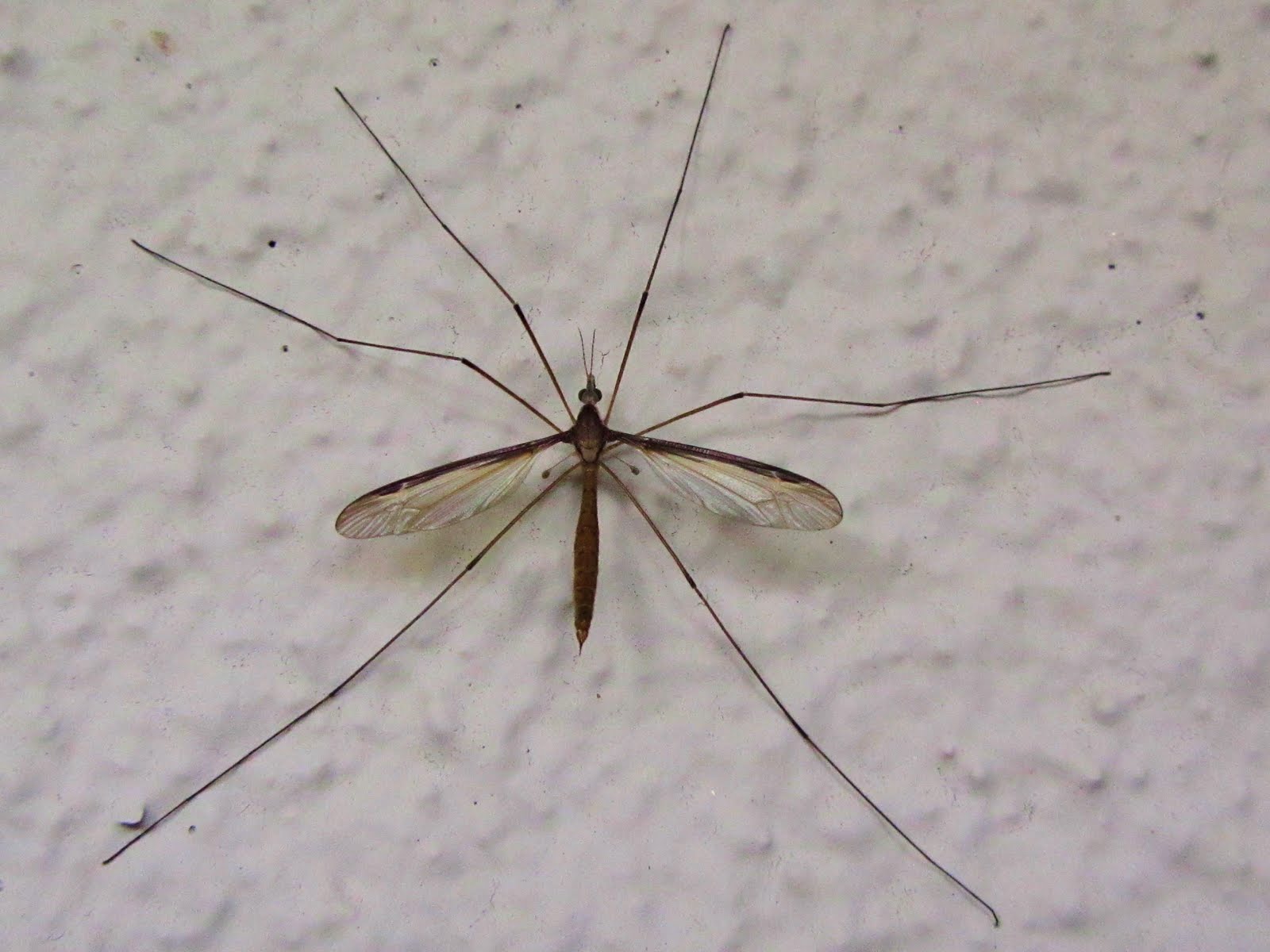 Crane Fly-shoo fly, don't bother me - Bio-Tech Pest Control ...