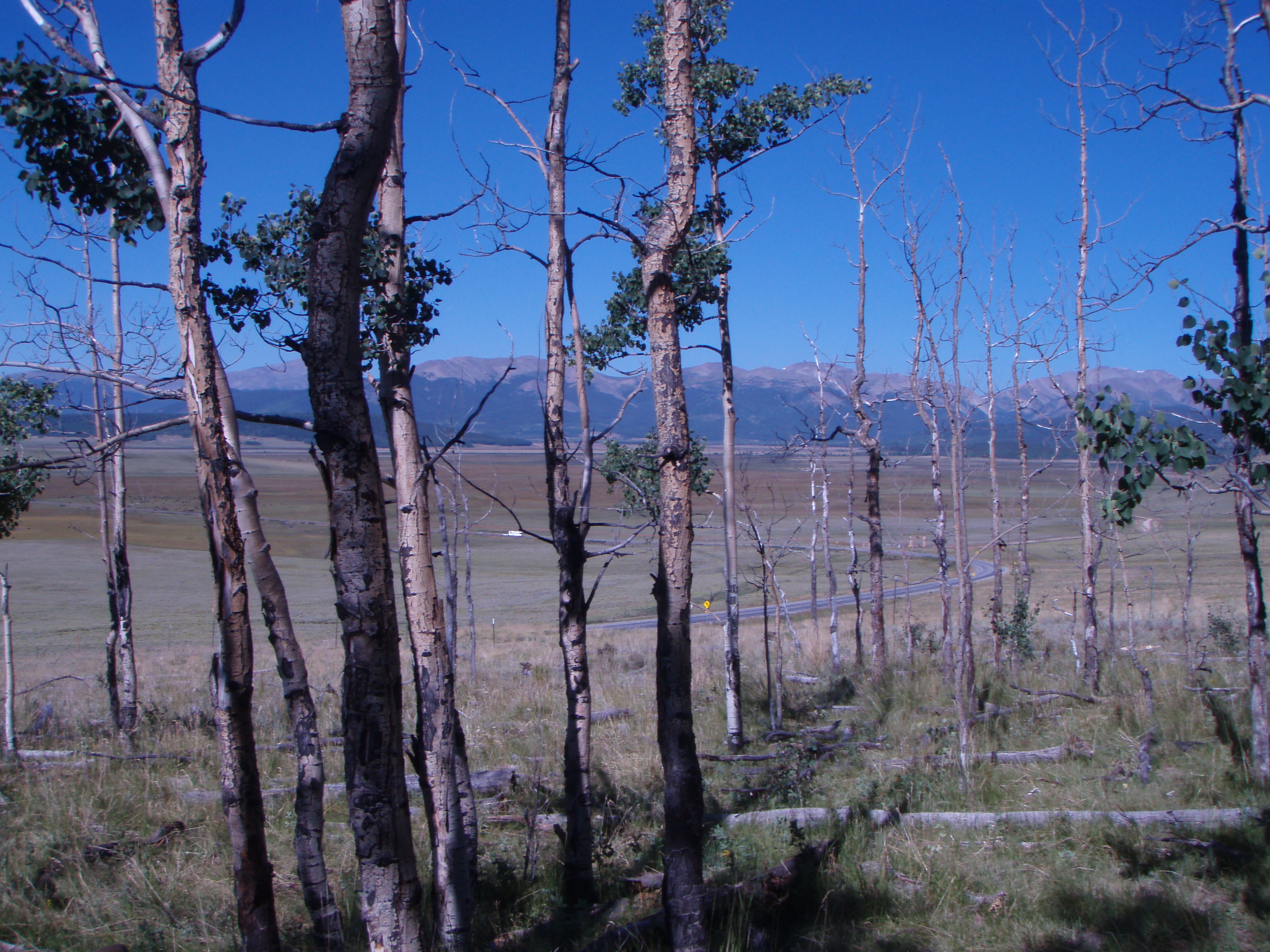 Which trees face death in drought? | UNews