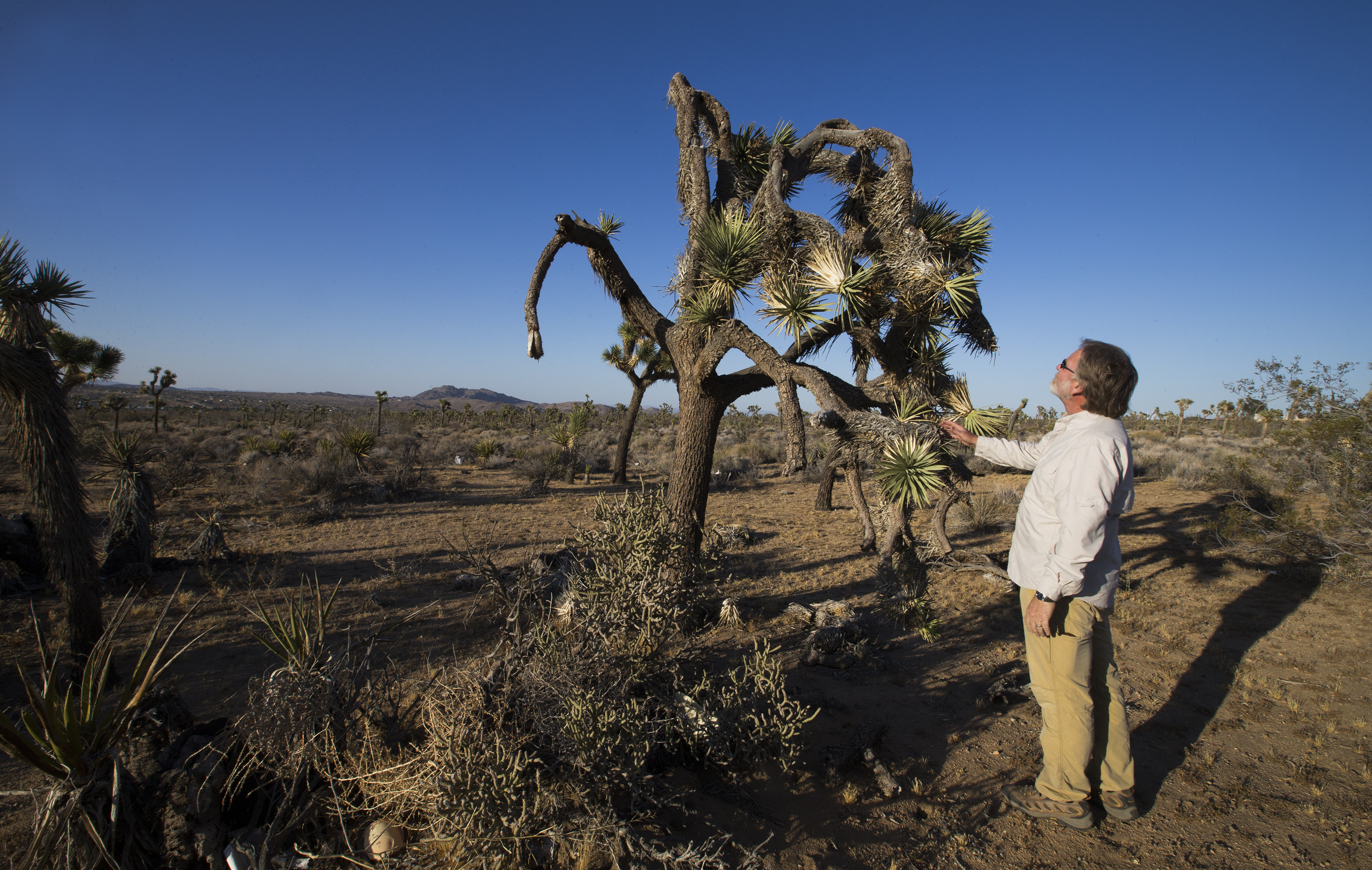 Climate change, drought taking toll on Joshua trees in California ...