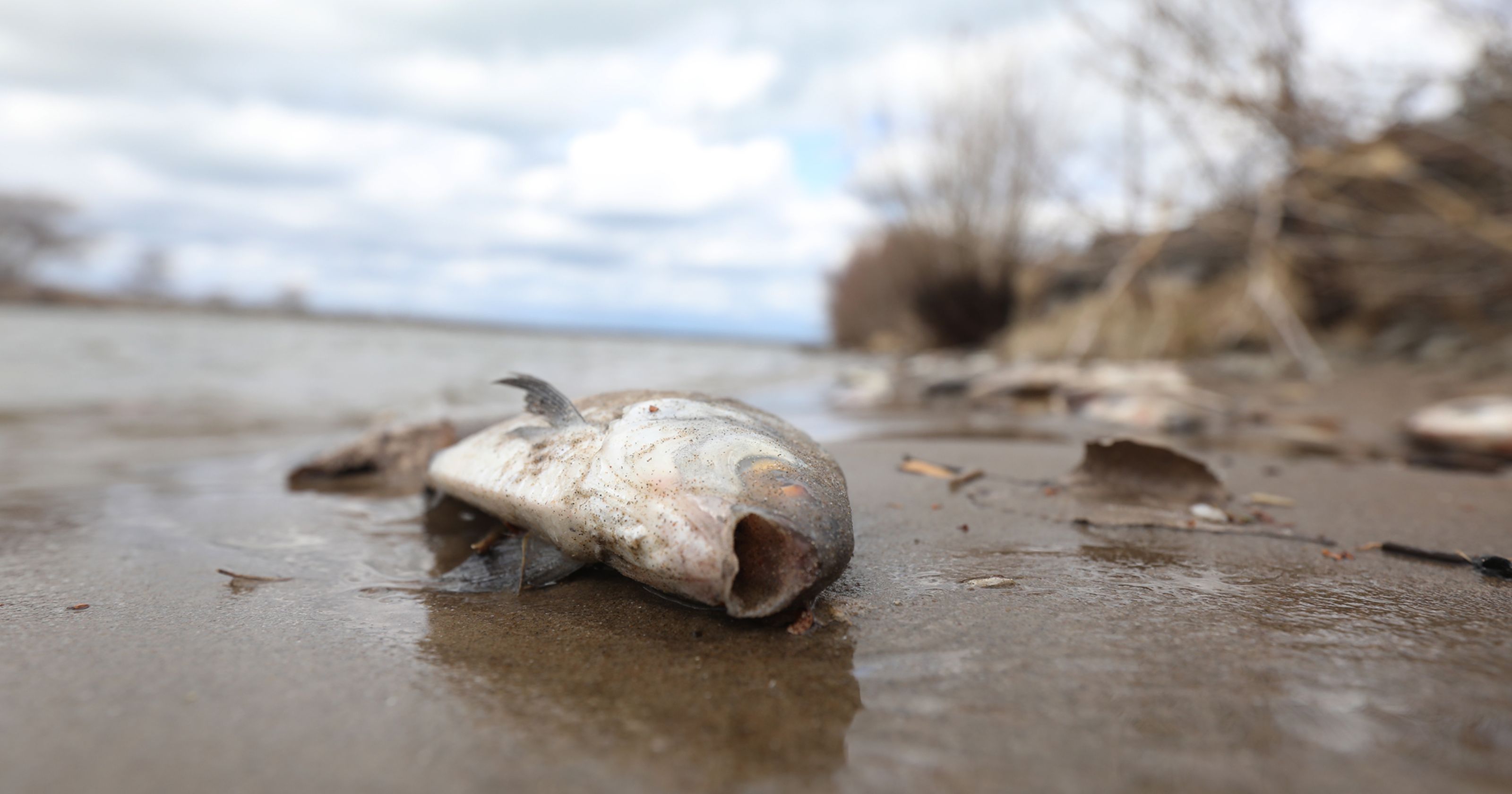 Why are there dead fish on Irondequoit Bay and Erie Canal?