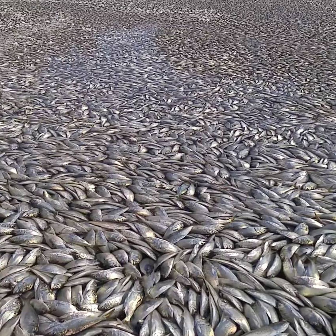 These videos of thousands of dead fish clogging a Long Island canal ...