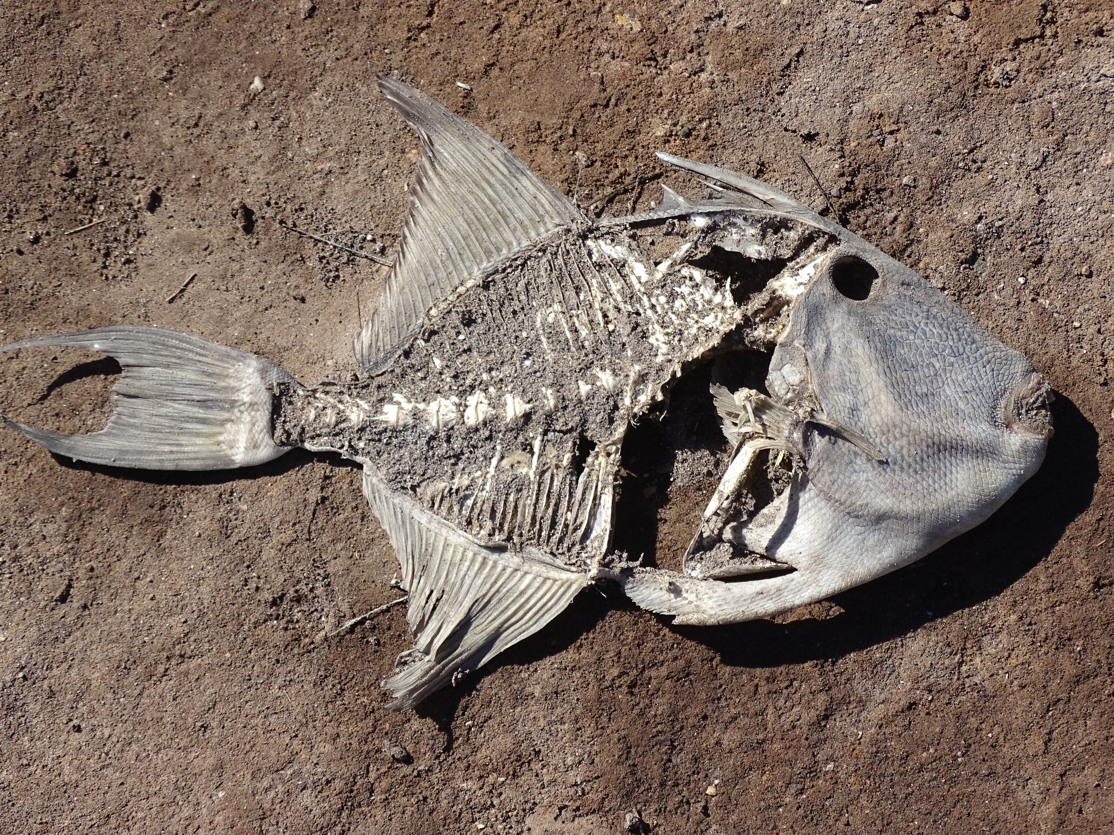 File:Still Life with Dead Fish - Mulegé - Baja California Sur ...