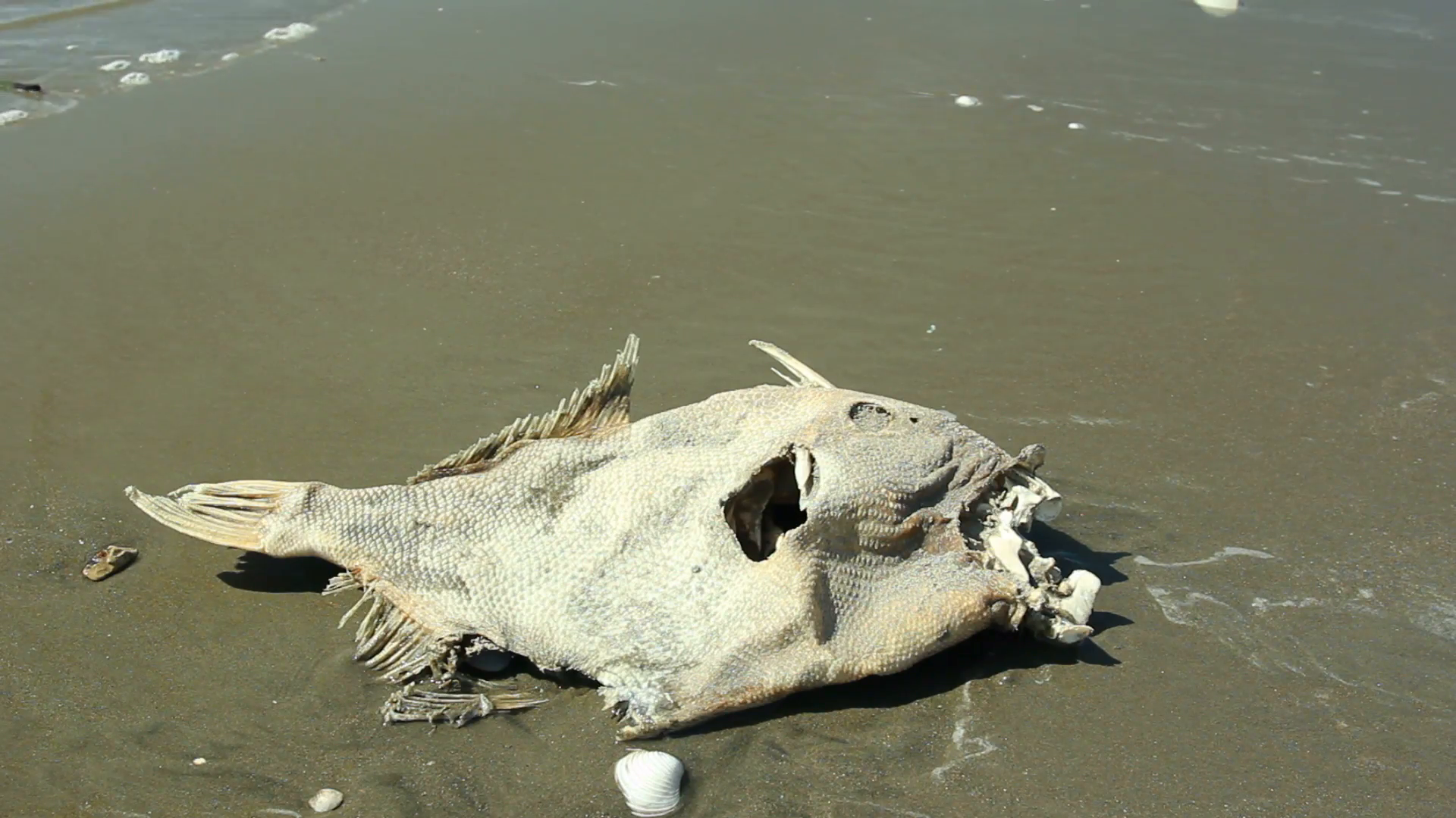 Dead fish on a beach on the Pacific coast of Ecuador Stock Video ...
