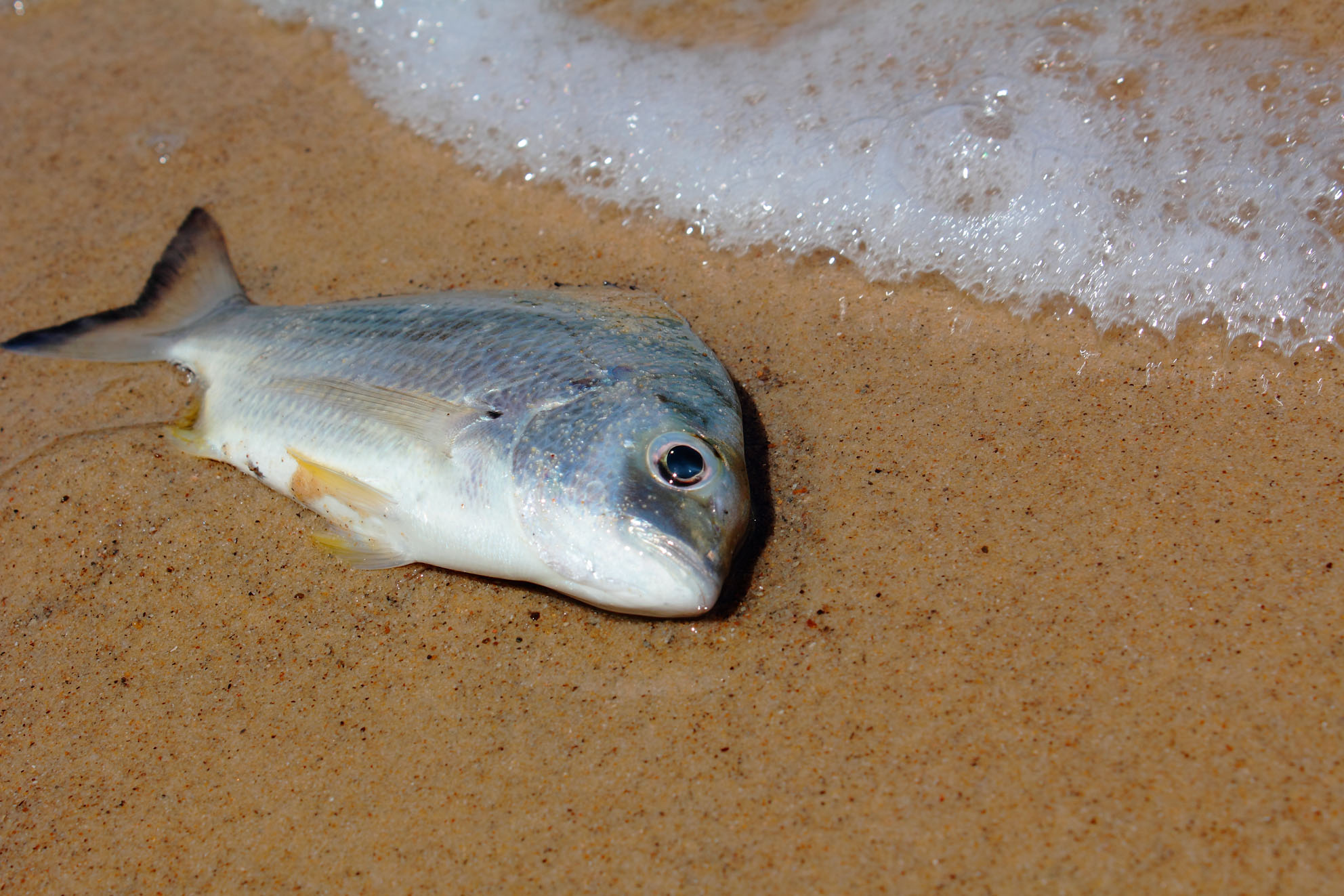 Dead fish on beach photo