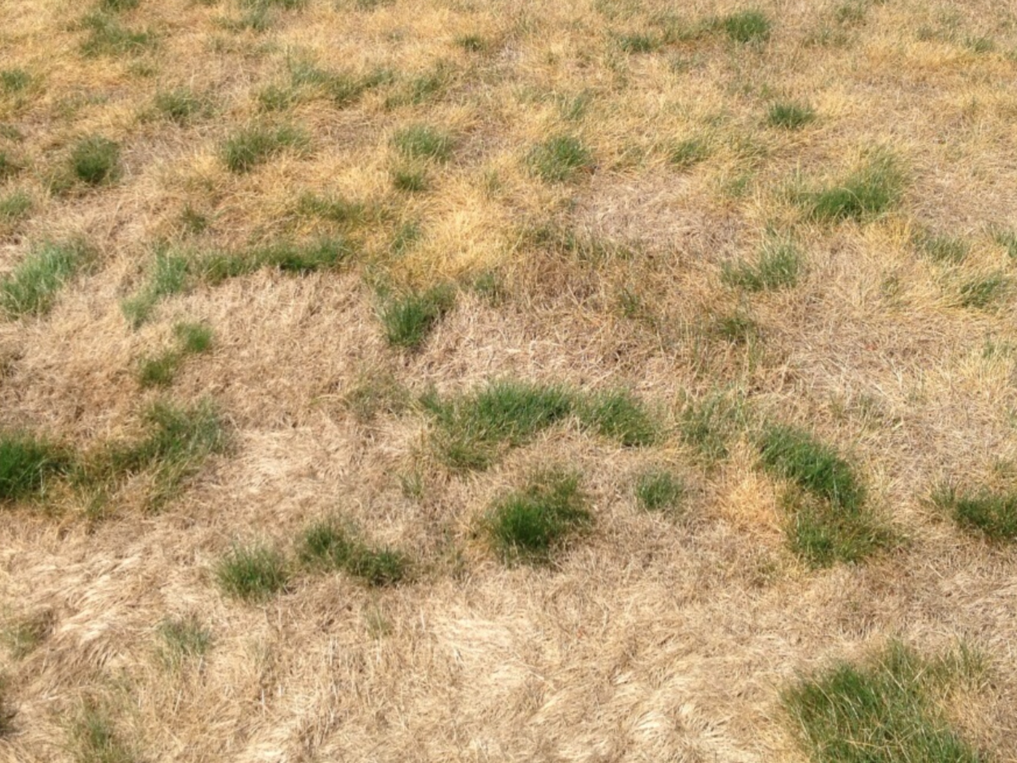 The Difference Between Dormant & Dead Grass – Get Green Grass Calgary