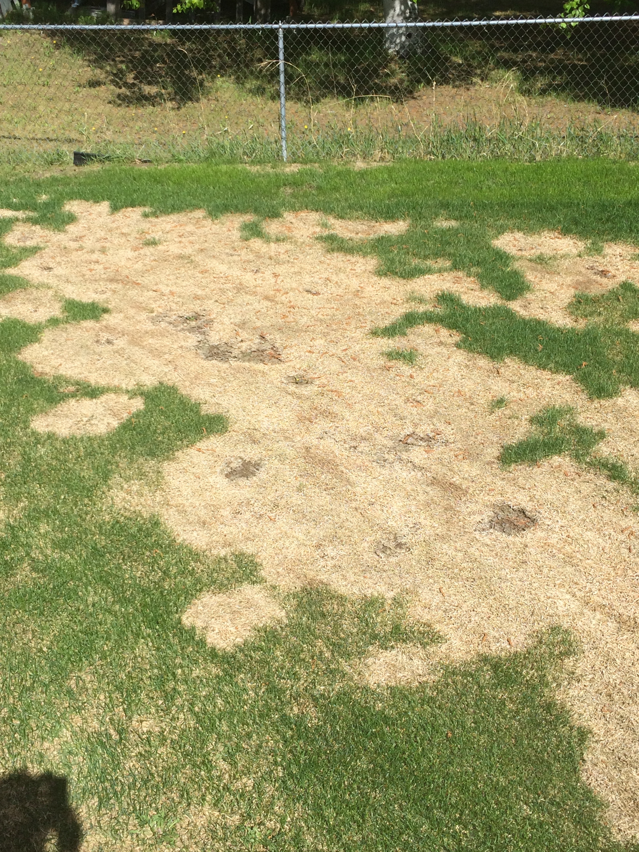 Bare patches/dead grass in lawn - Ask an Expert