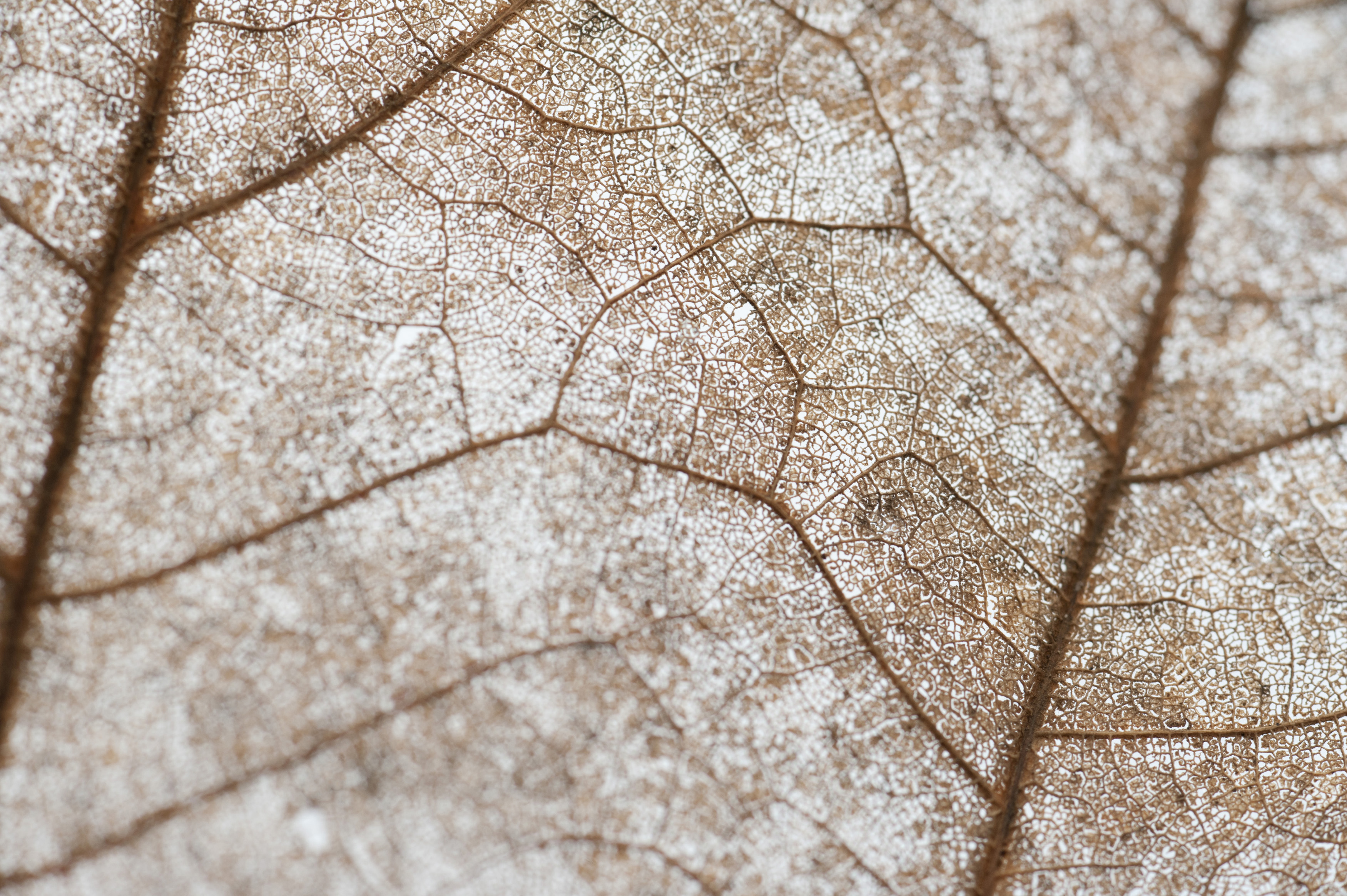 Free Stock Photo 11850 Vein detail on a dead leaf | freeimageslive