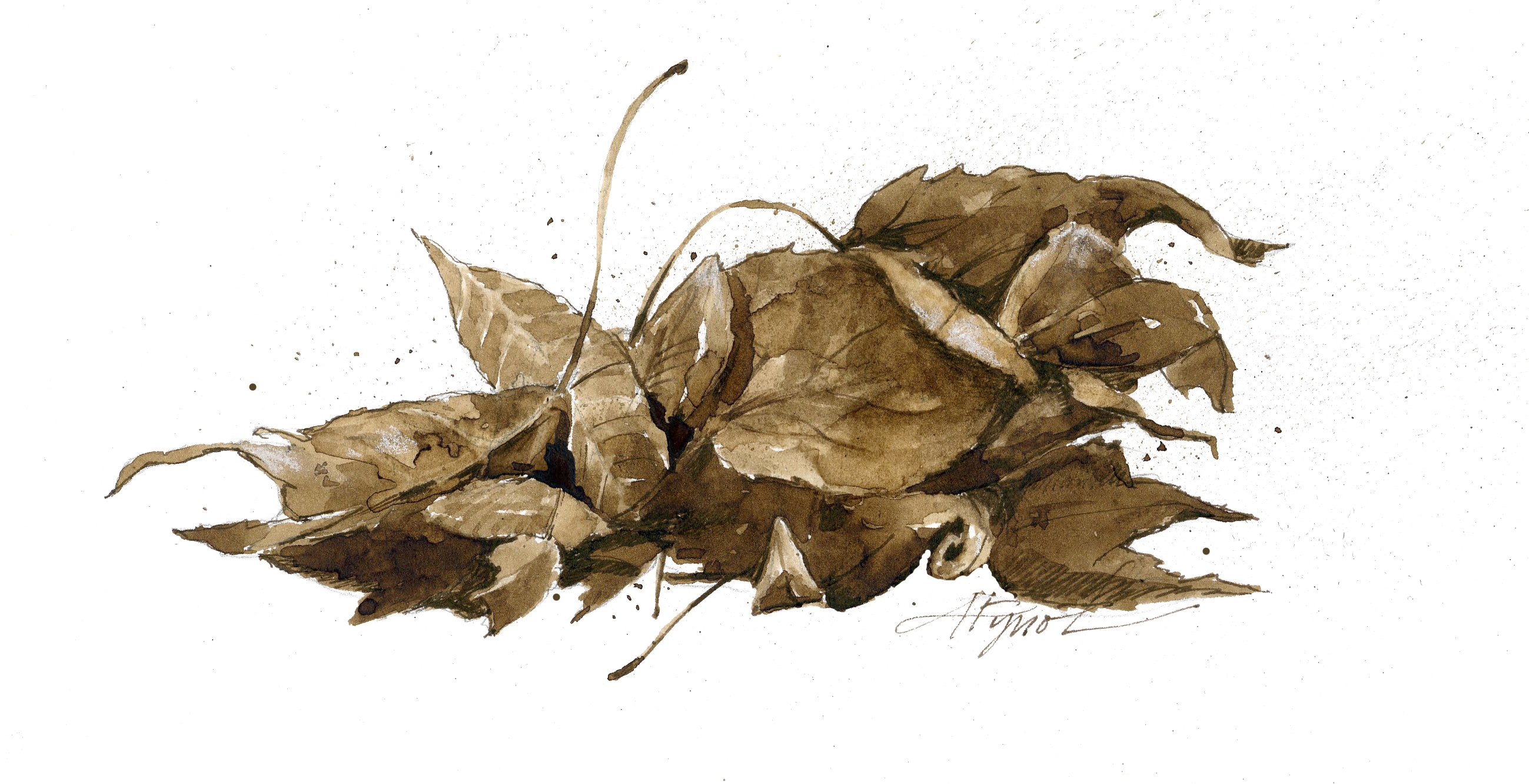 Outside Story: The Ecology Of Leaf Litter - - The Adirondack Almanack